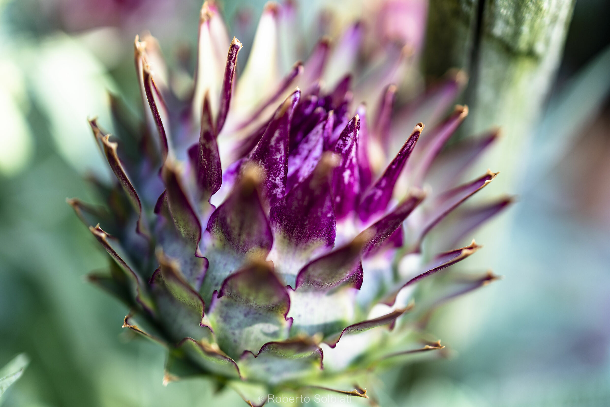 Orto Botanico, Padova