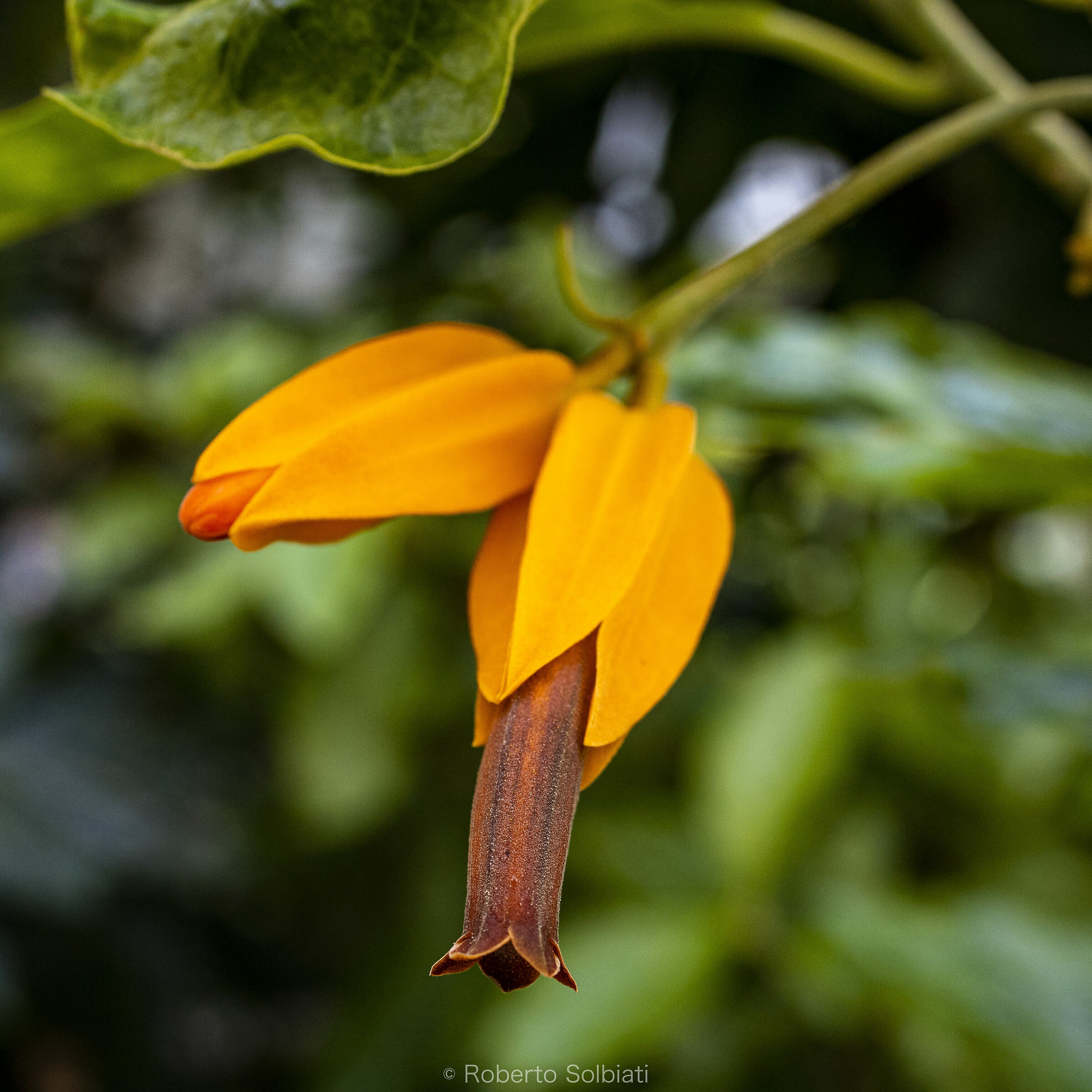 Orto Botanico, Padova