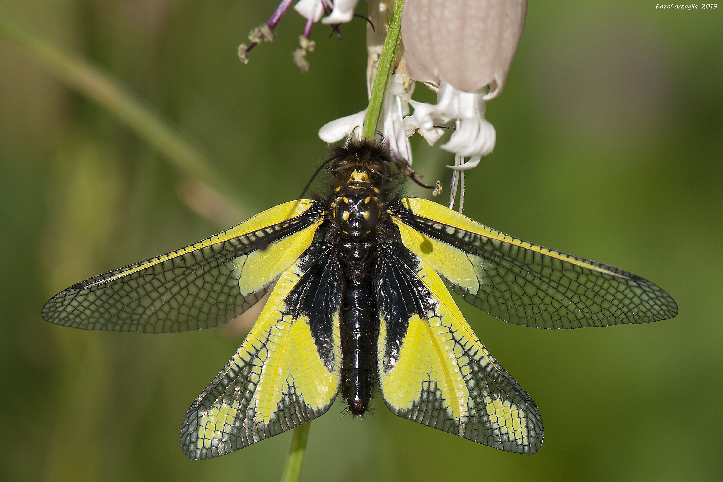 Libelloides coccajus