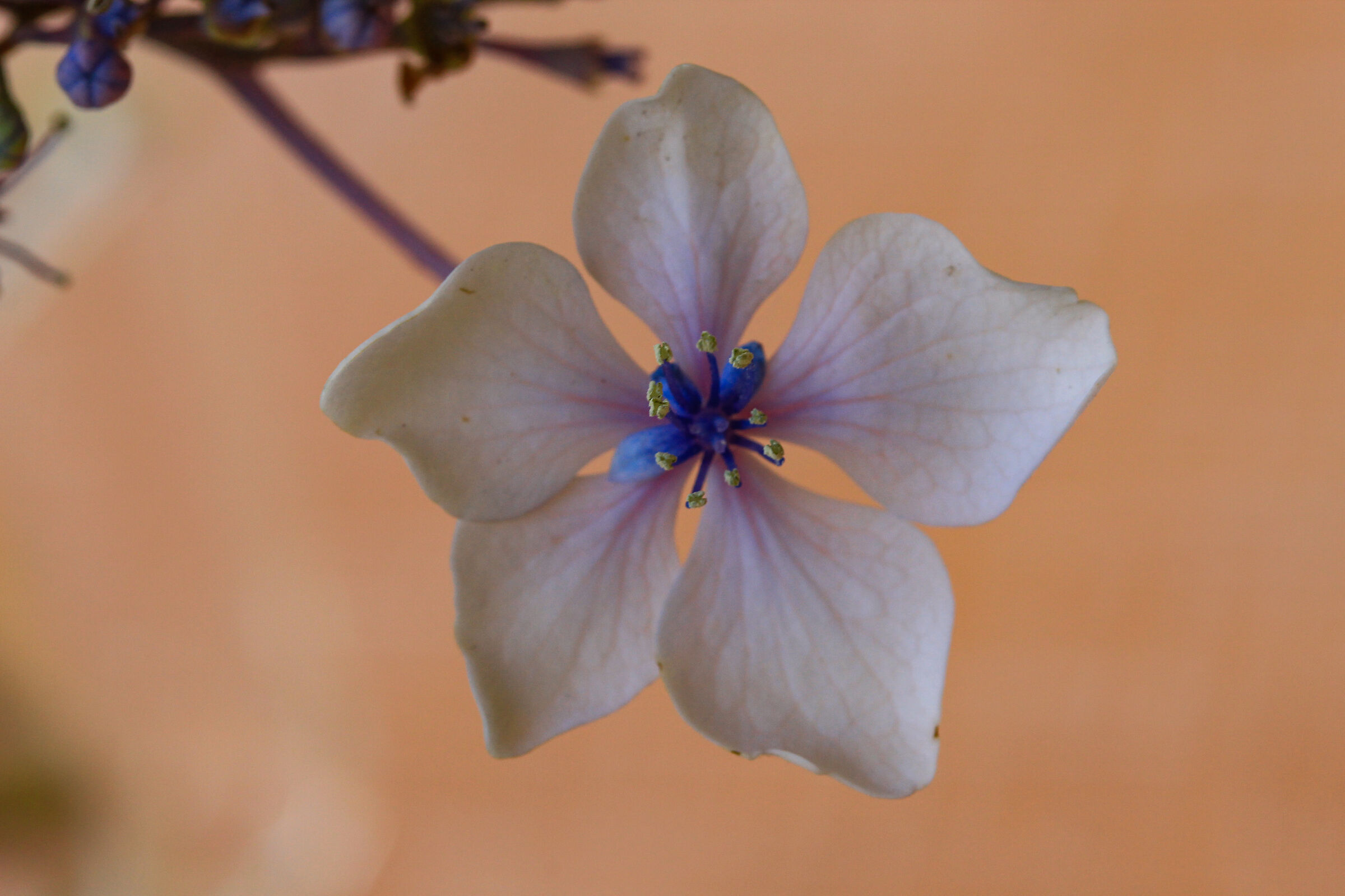 particolare  di un ortensia