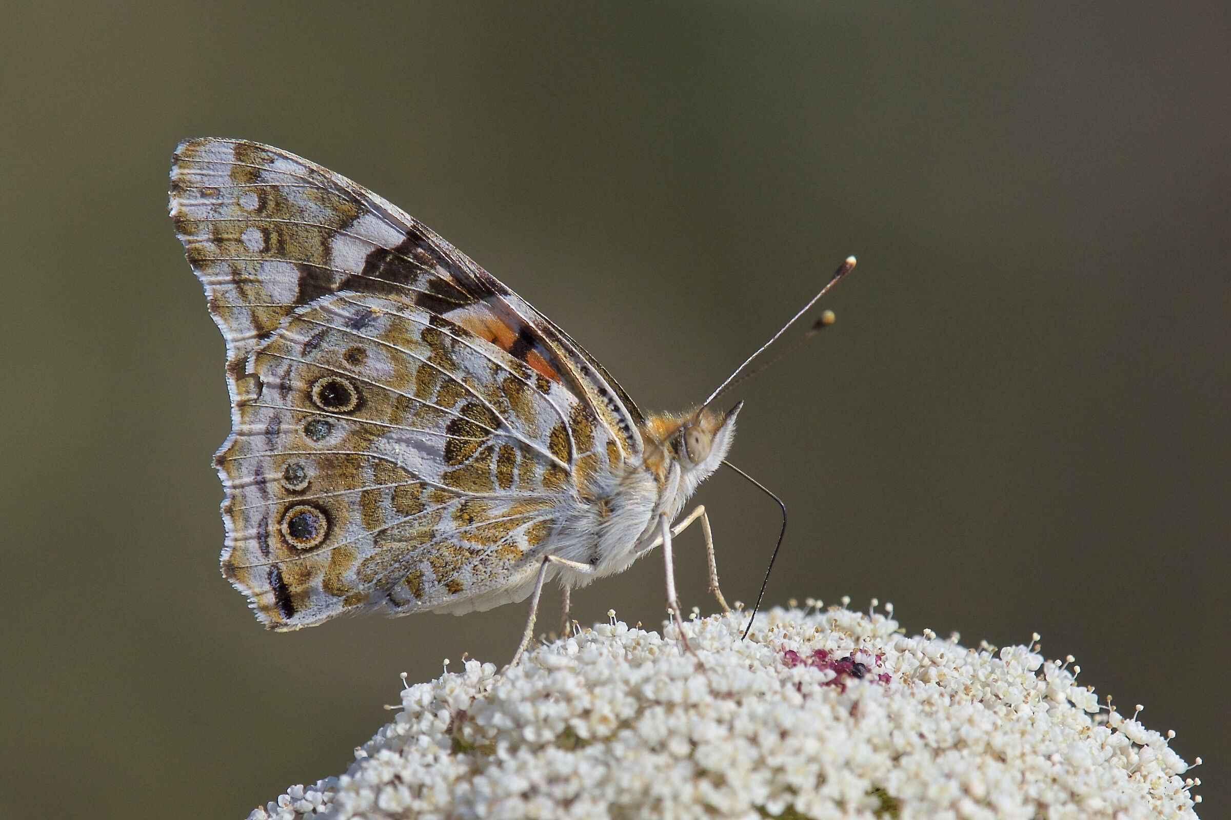 Vanessa Cardui