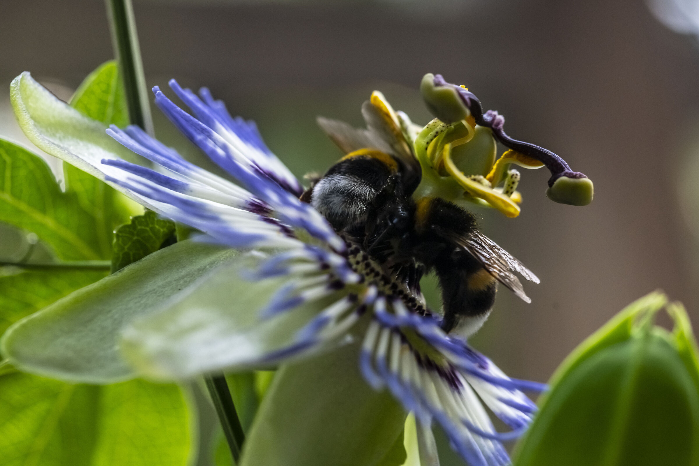 at work with passiflora