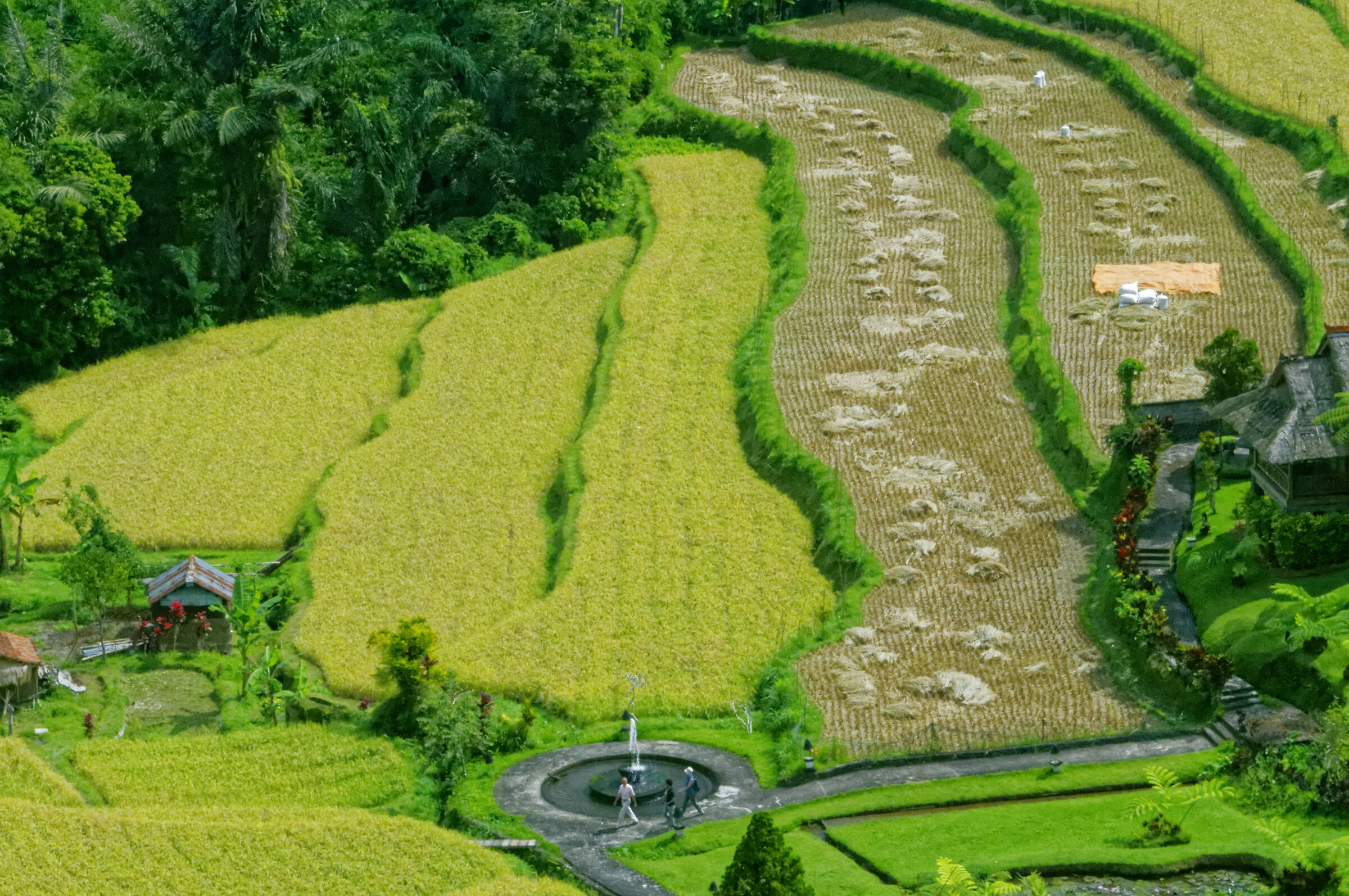 Rice paddies in Bali