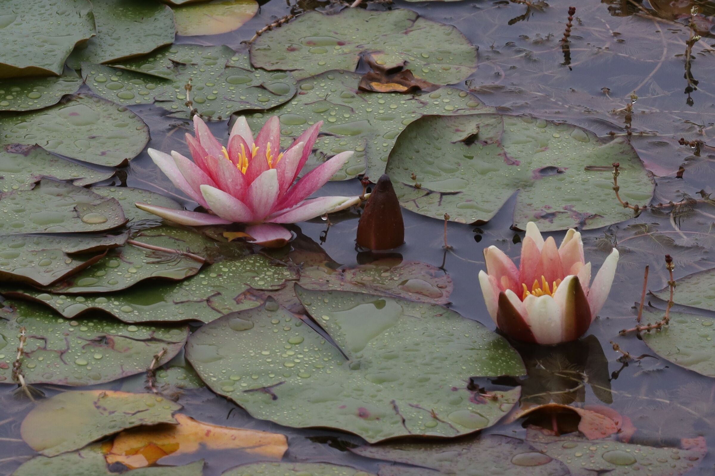 Le ninfee del Lago Calamone (re)
