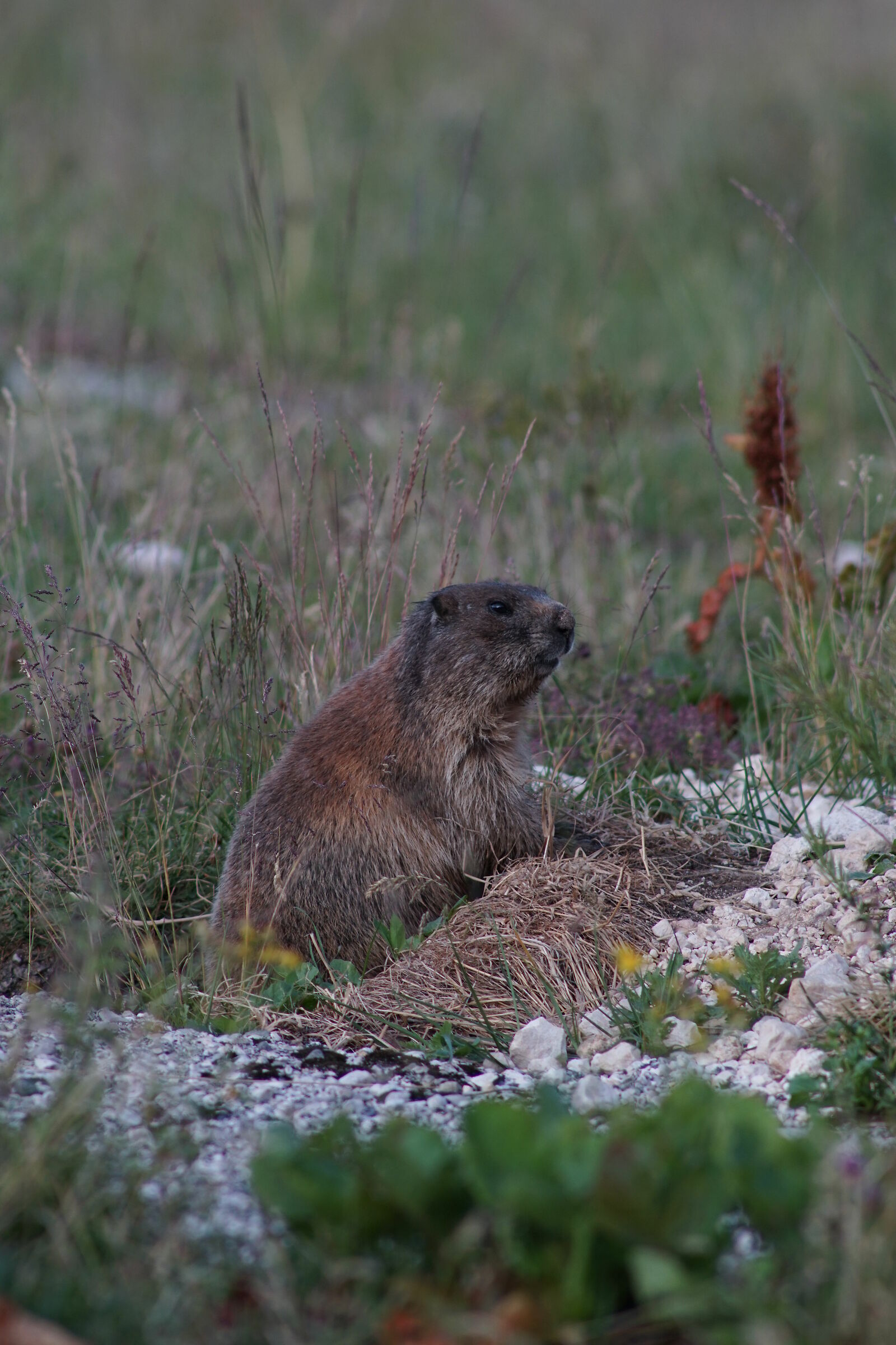 Marmot 2