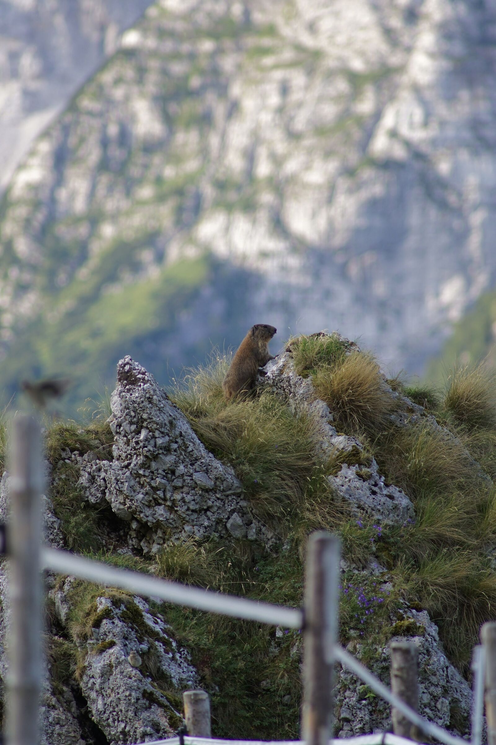 Marmot 1