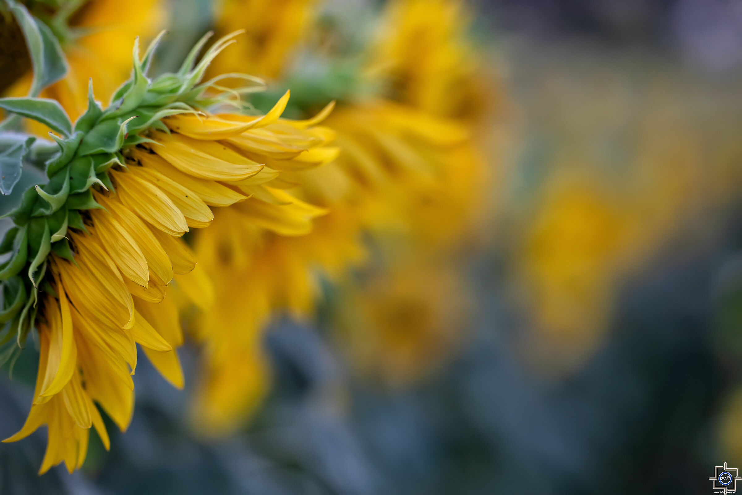 Apolitical yellowgreens