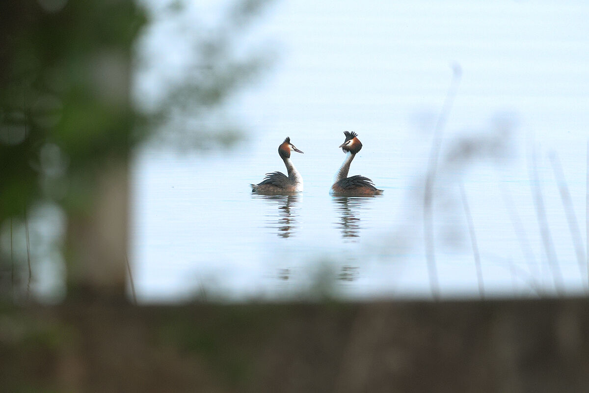 Grebes.