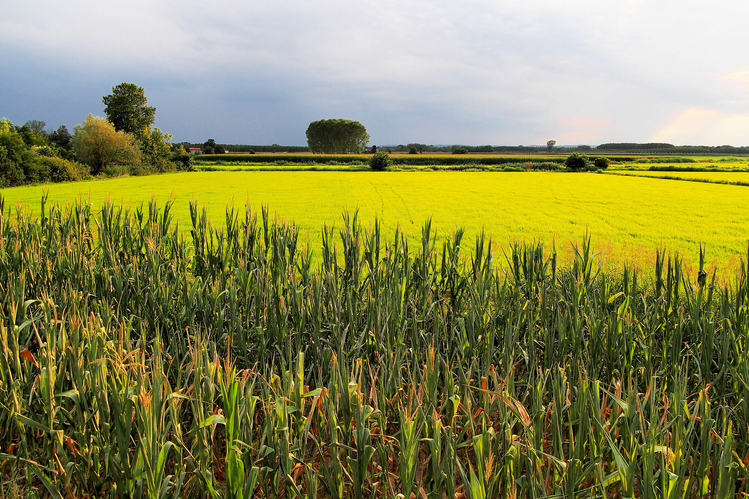 Temporale sulle risaie