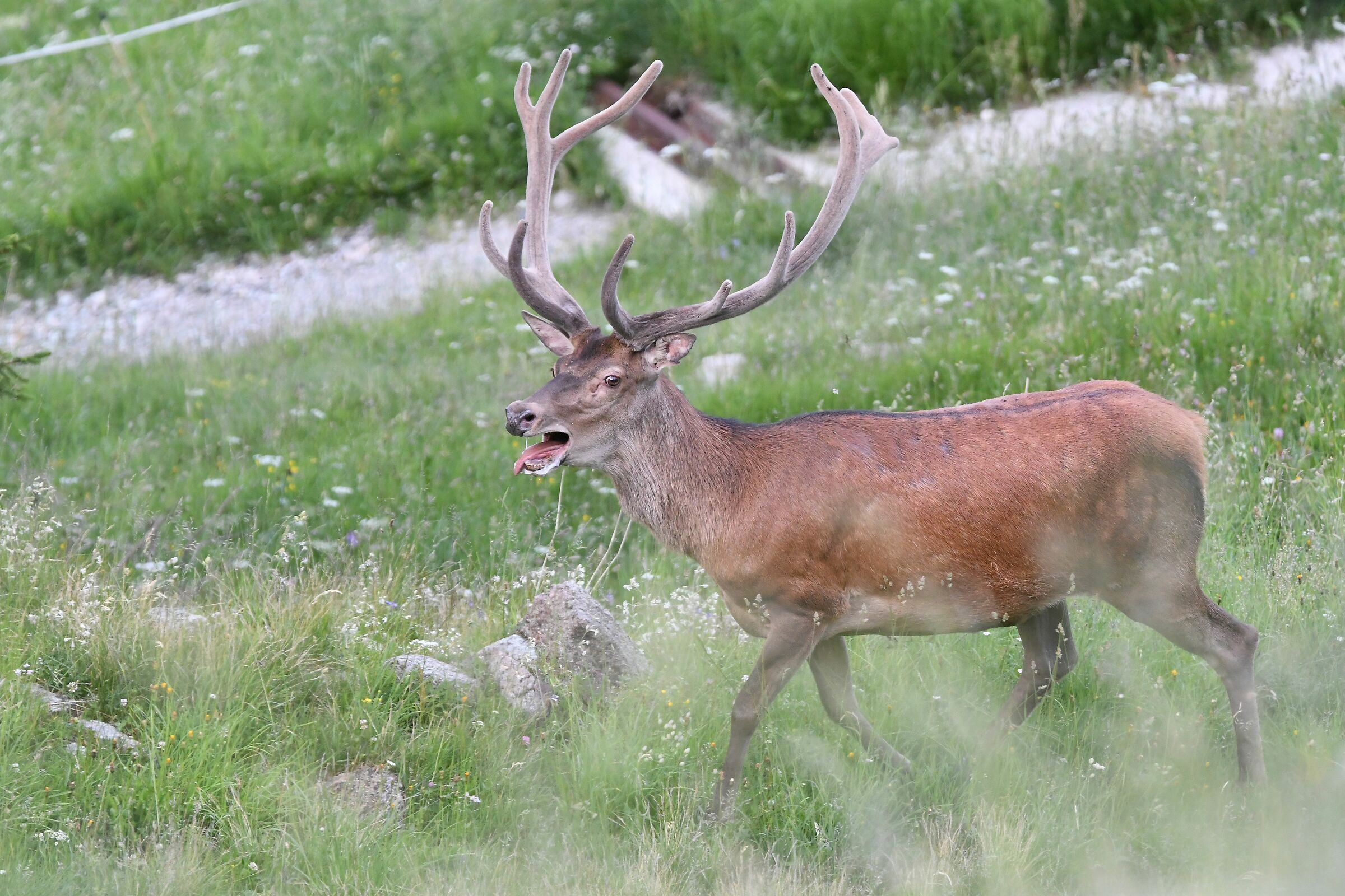 velvet deer