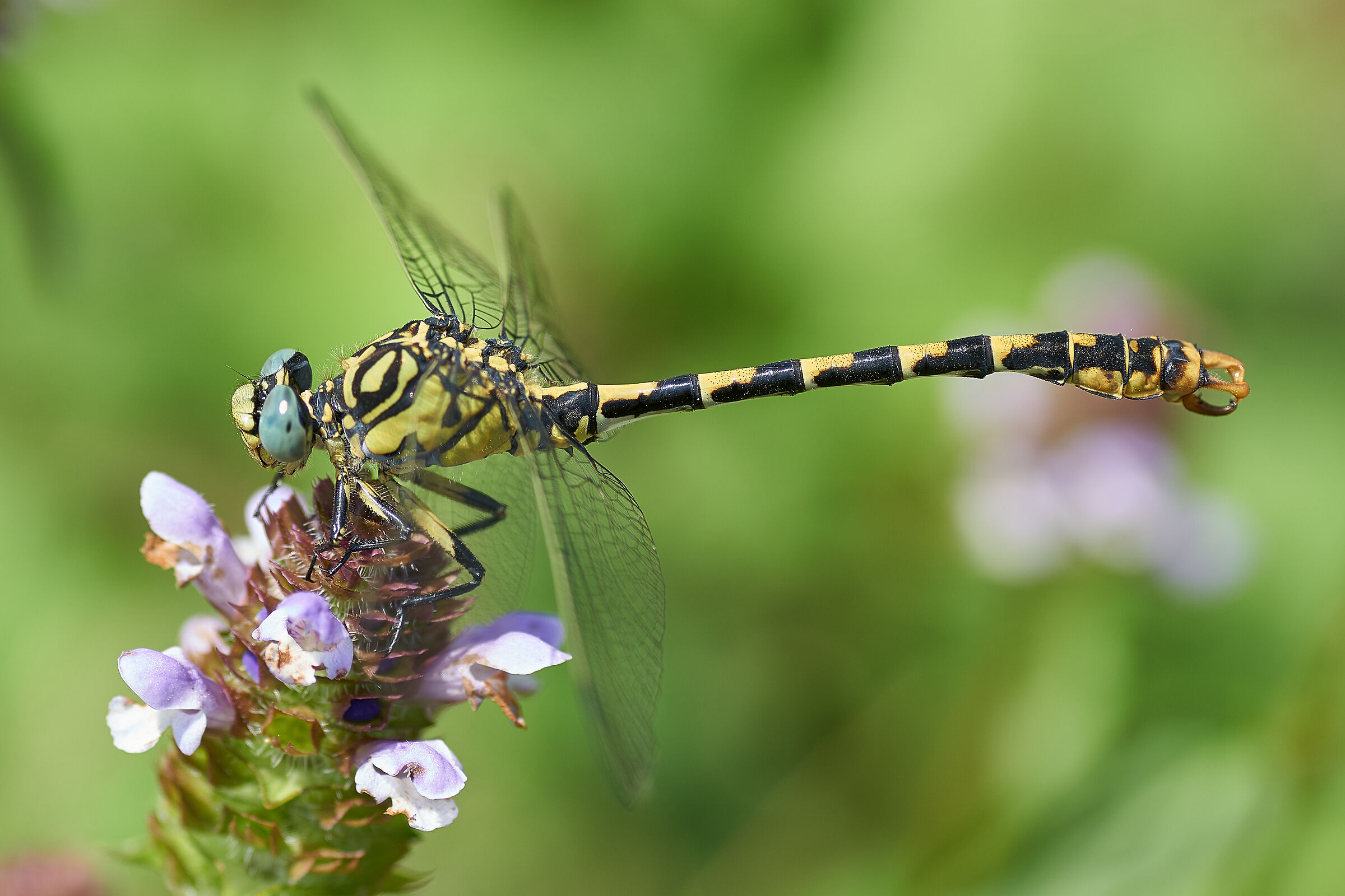 Onycoghompus forcipatus