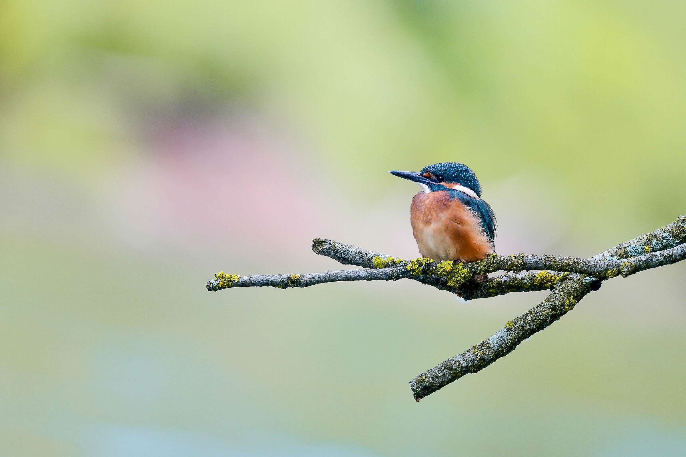 Martiiinoo pescatoooooore :)