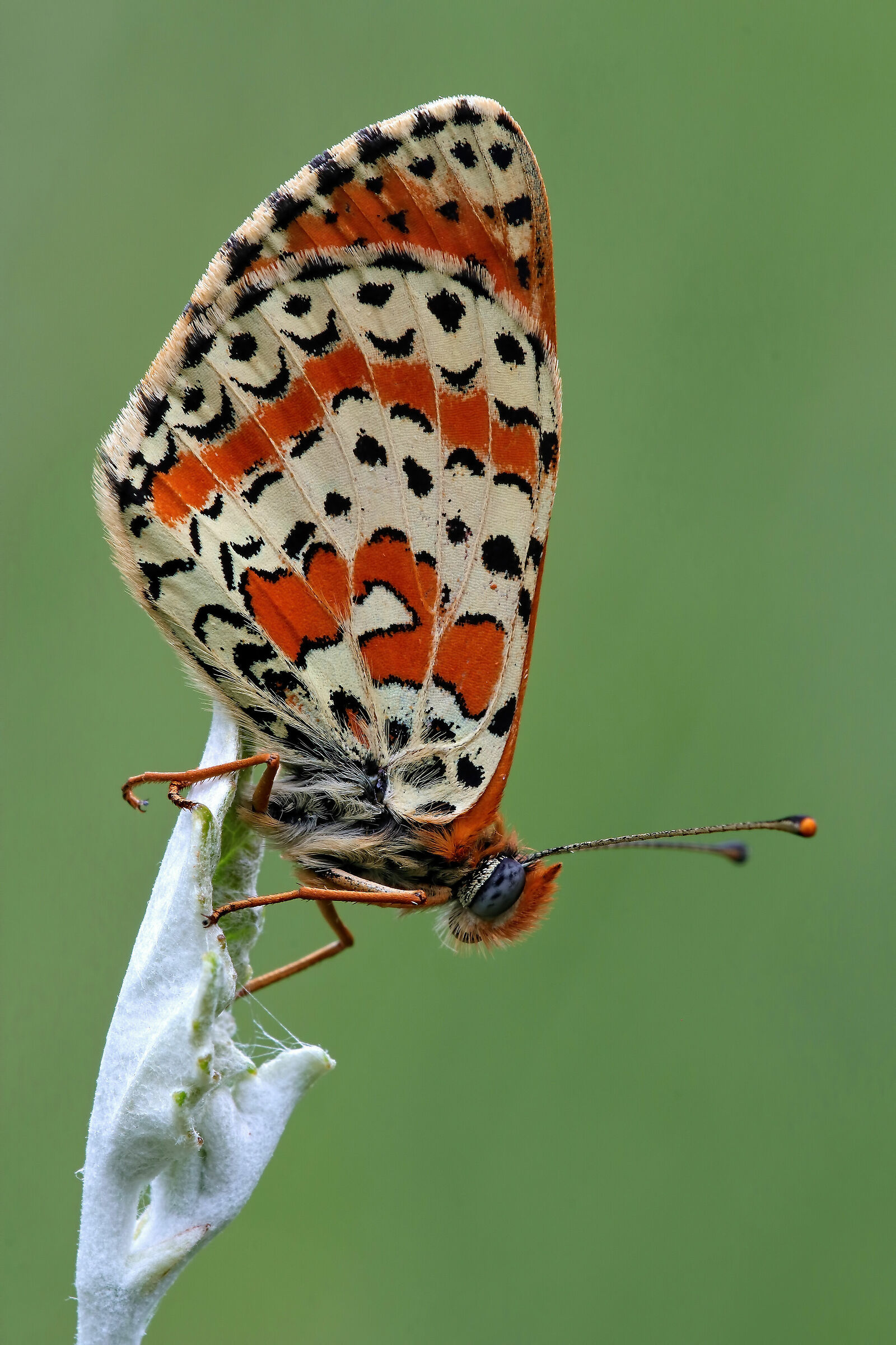 The essential......!!!!