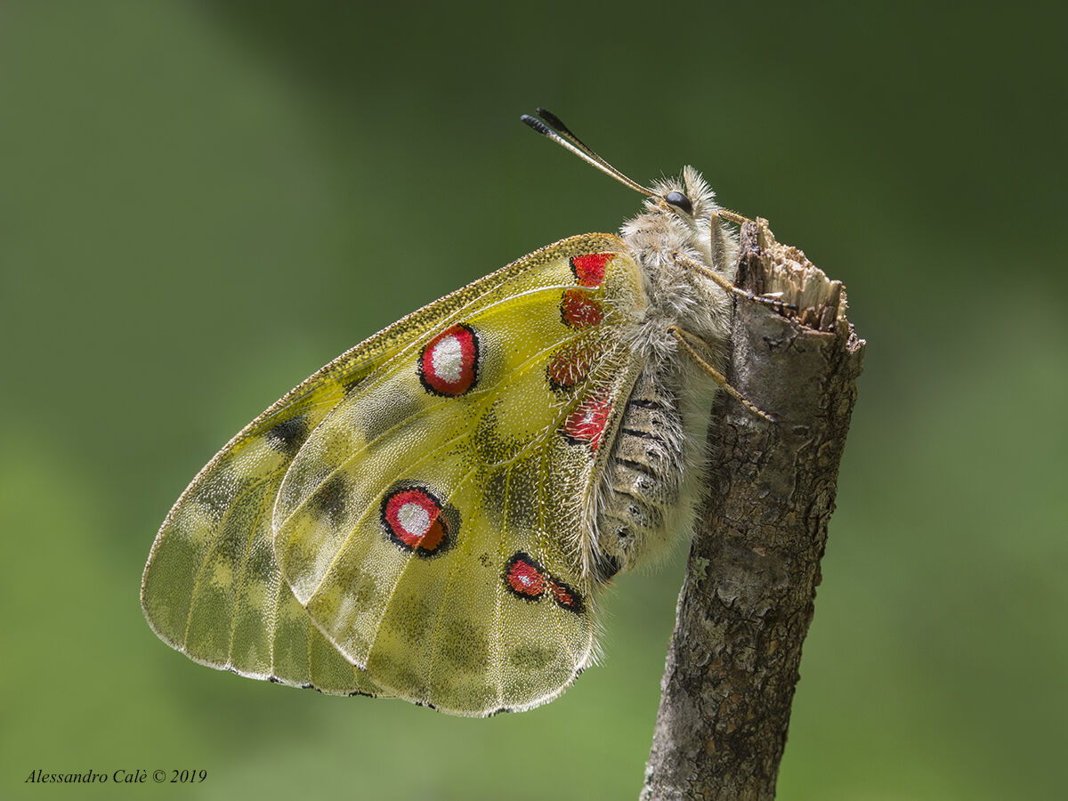 Parnassius apollus (Apollo) 4699