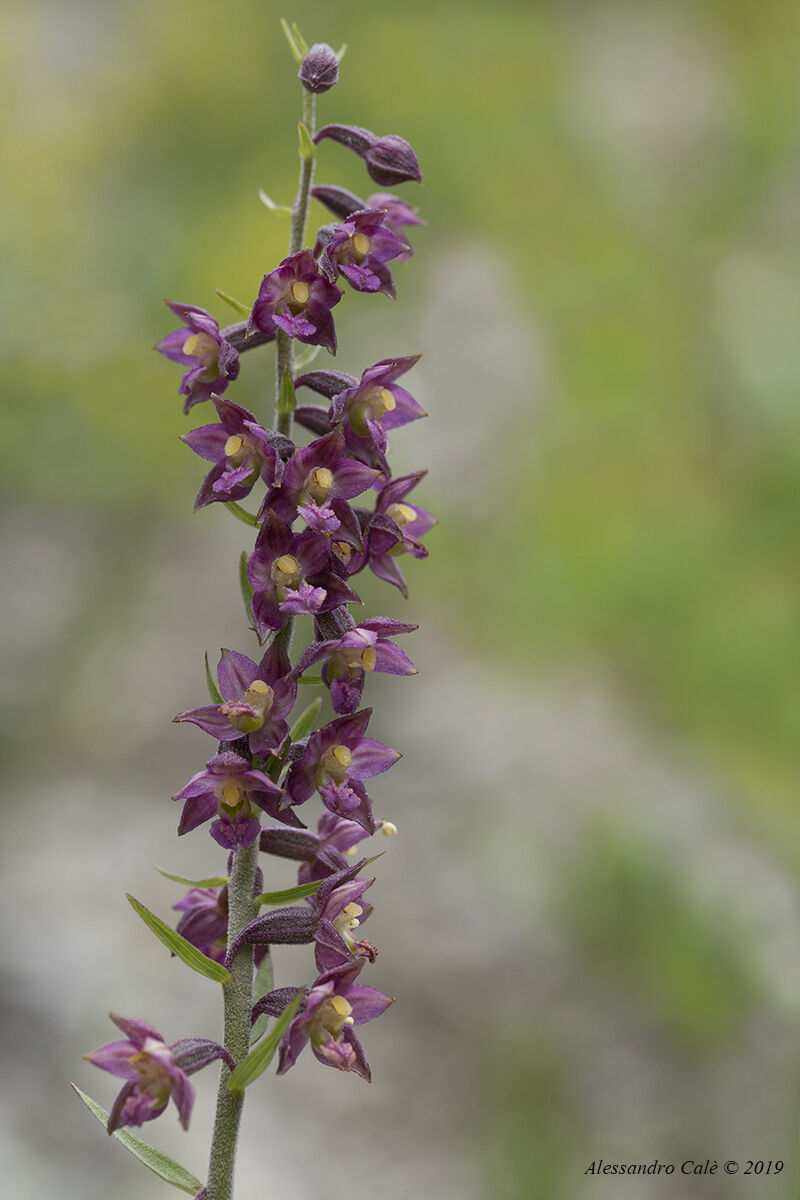 Epipactis atrorubens 4750