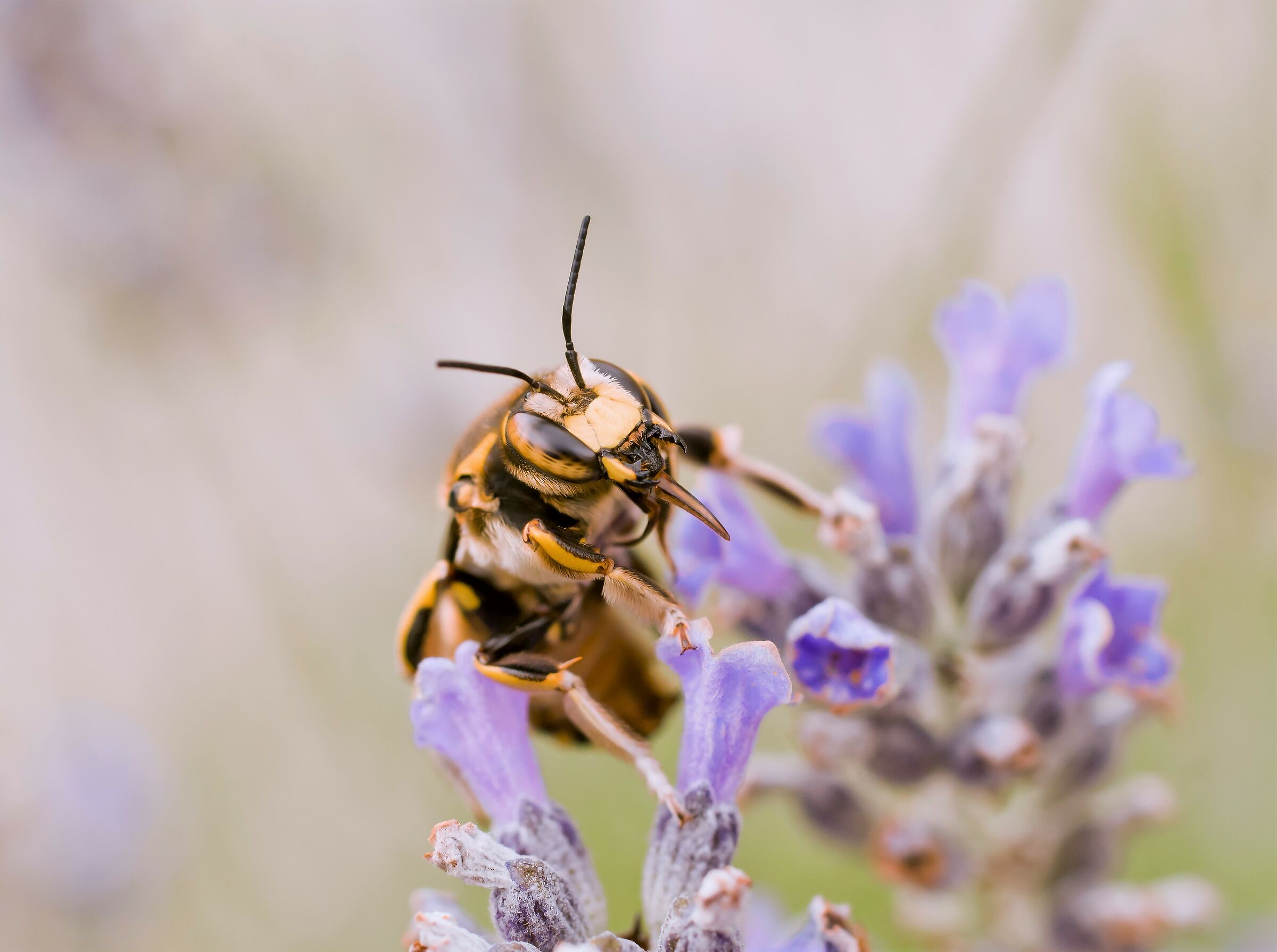 Anche gli insetti fanno le linguacce pt1