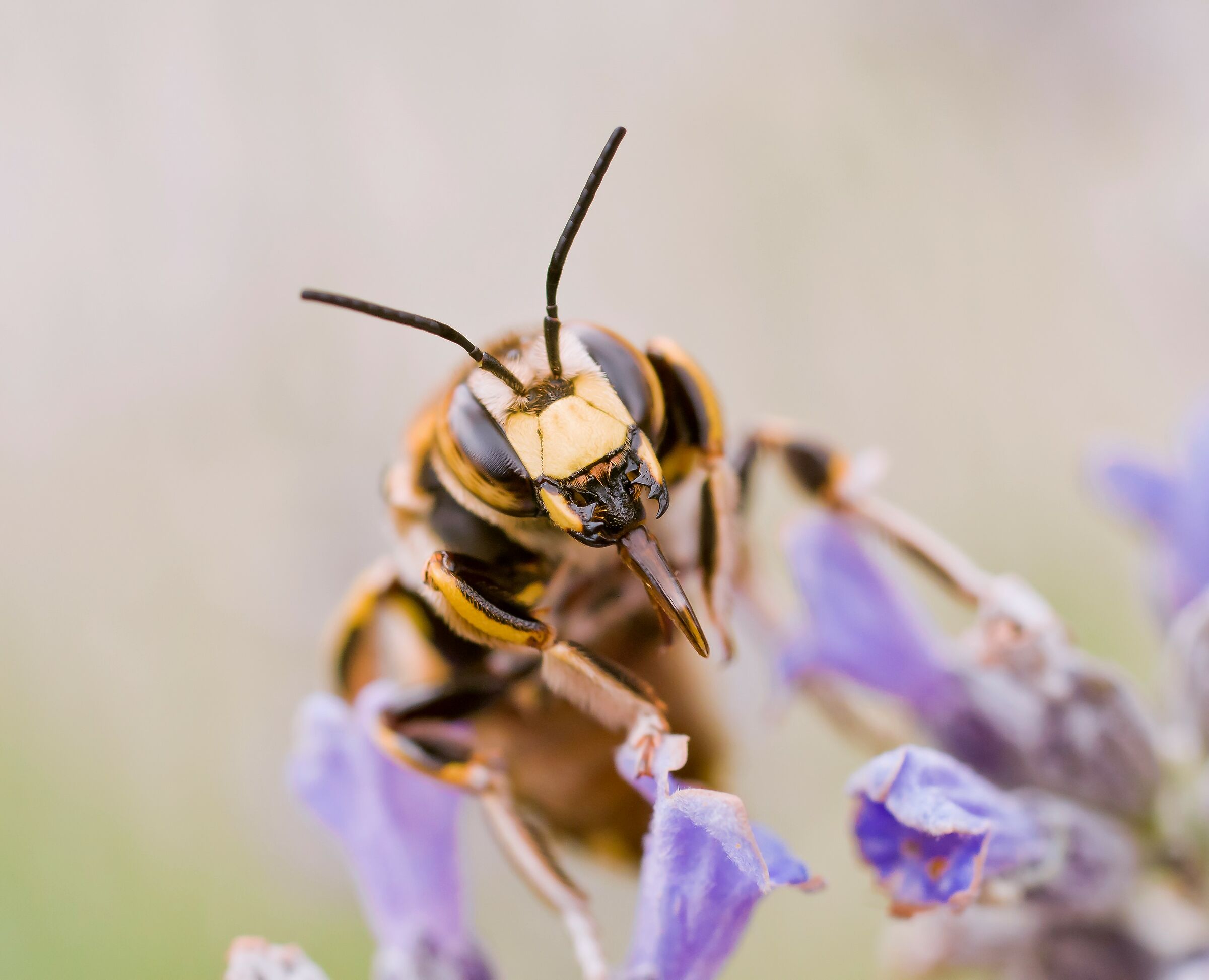 Anche gli insetti fanno le linguacce pt2