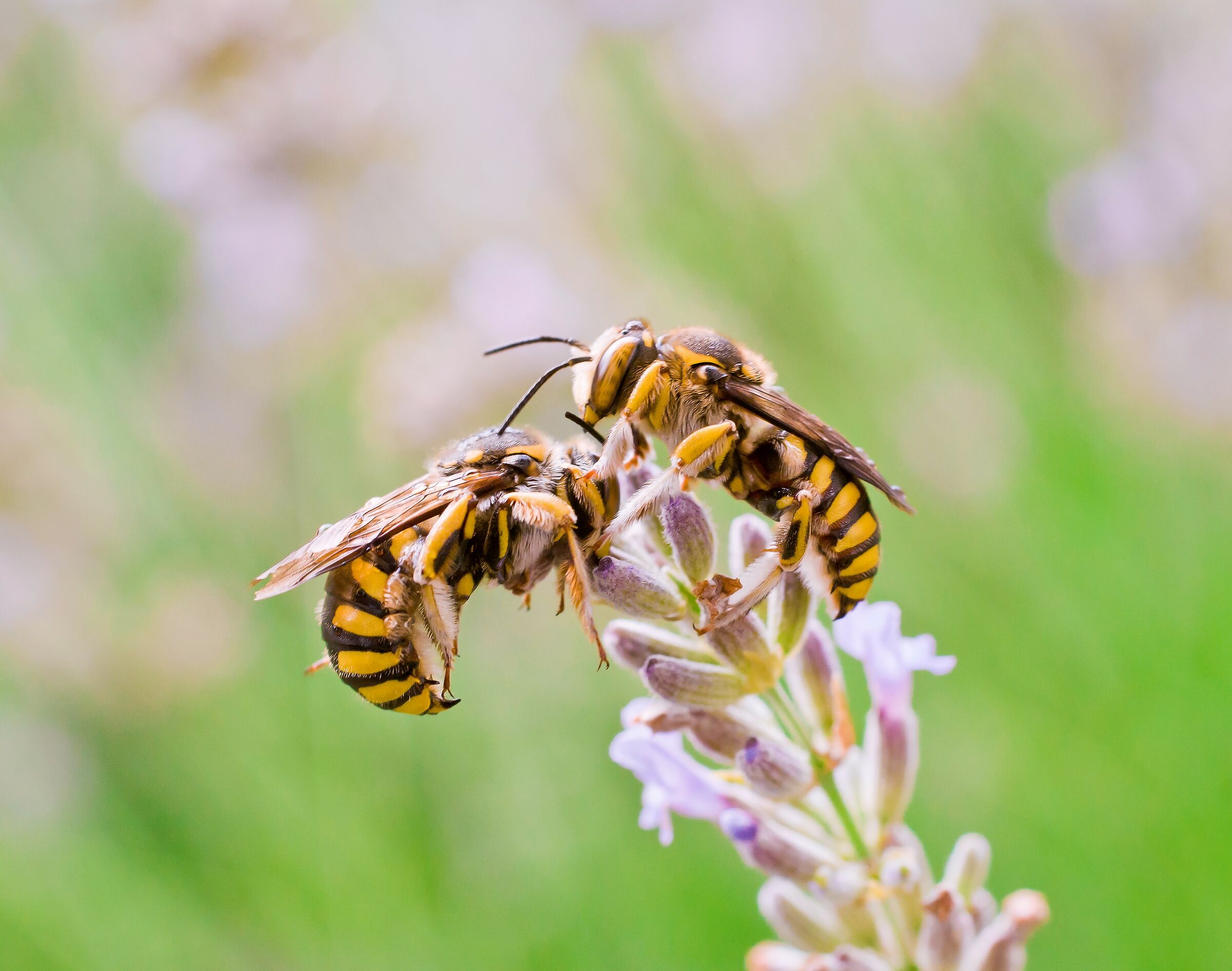 Tenerezze tra insetti