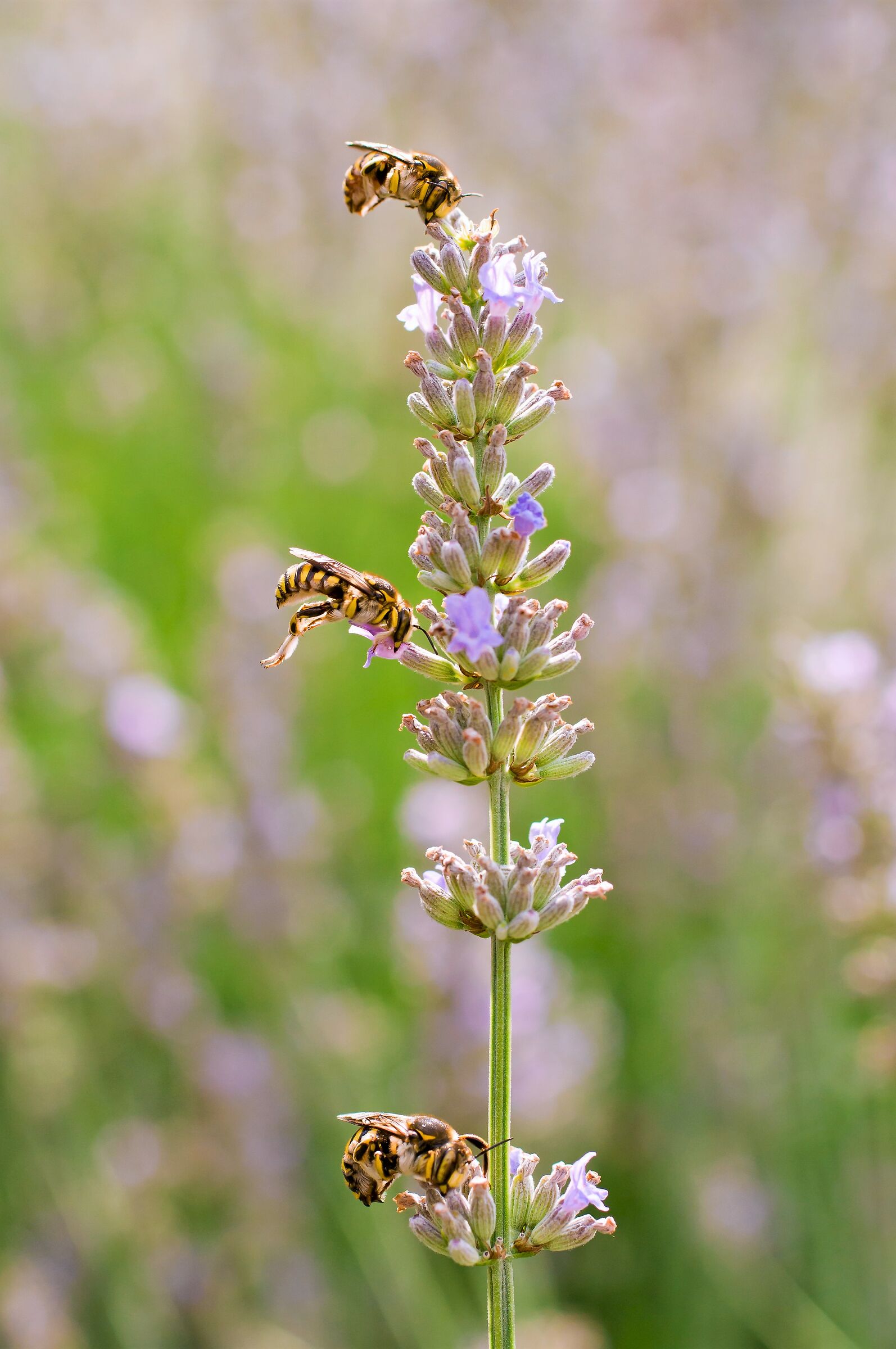 Prove di "pisolino sincronizzato"