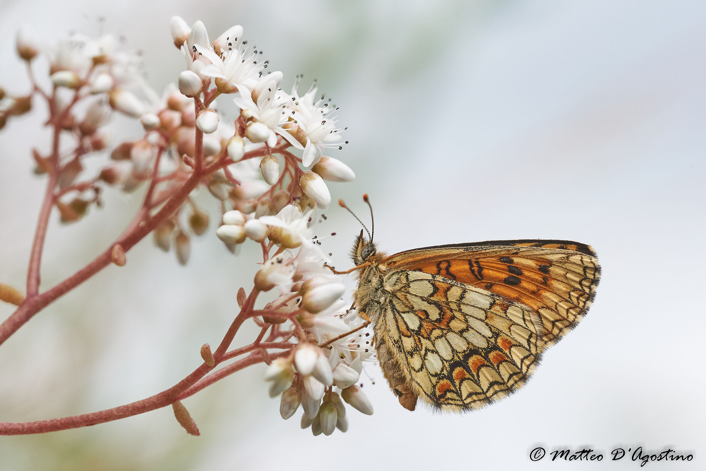 Melitaea nevadensis