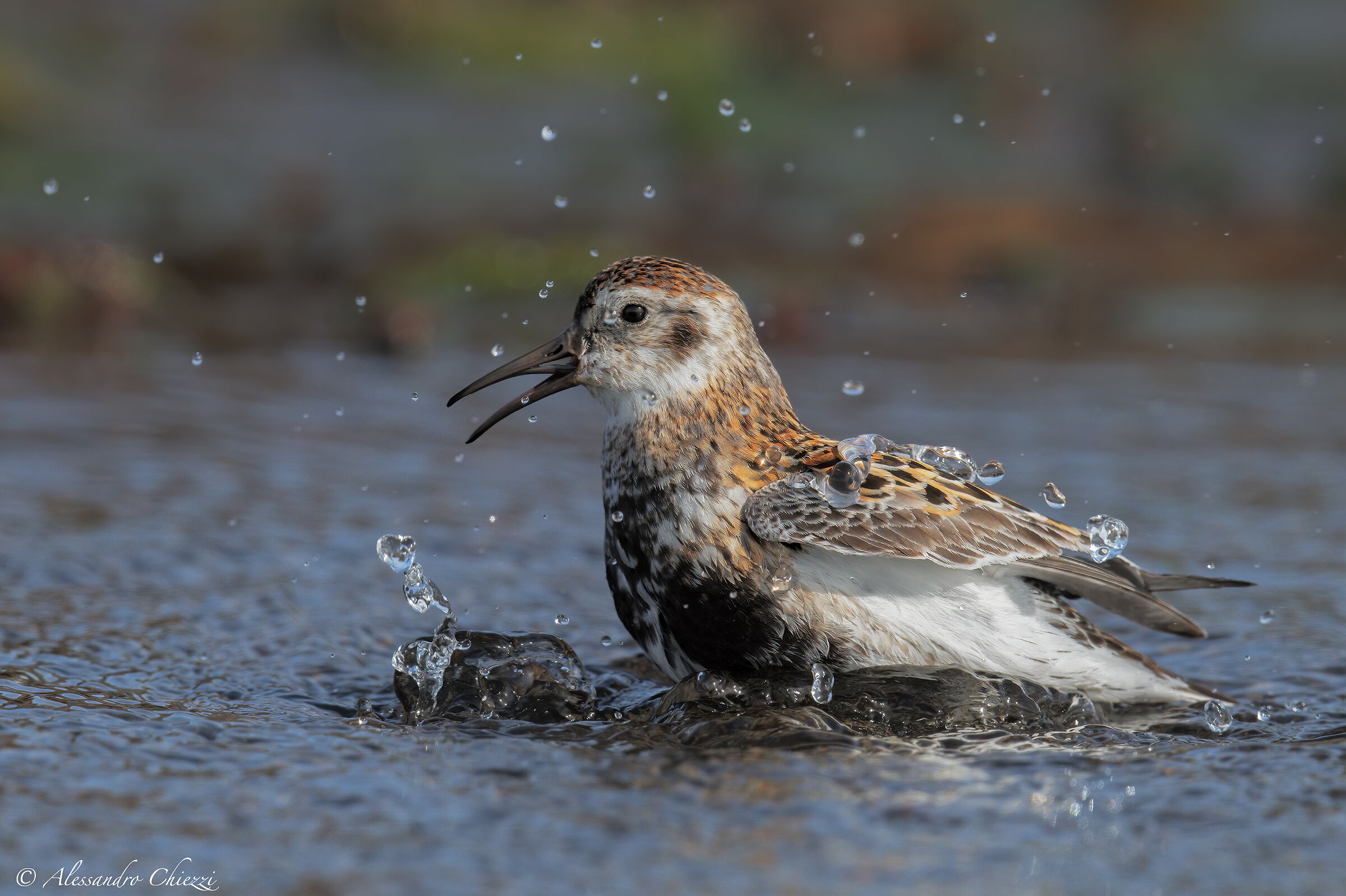 Piovanello delle rocce