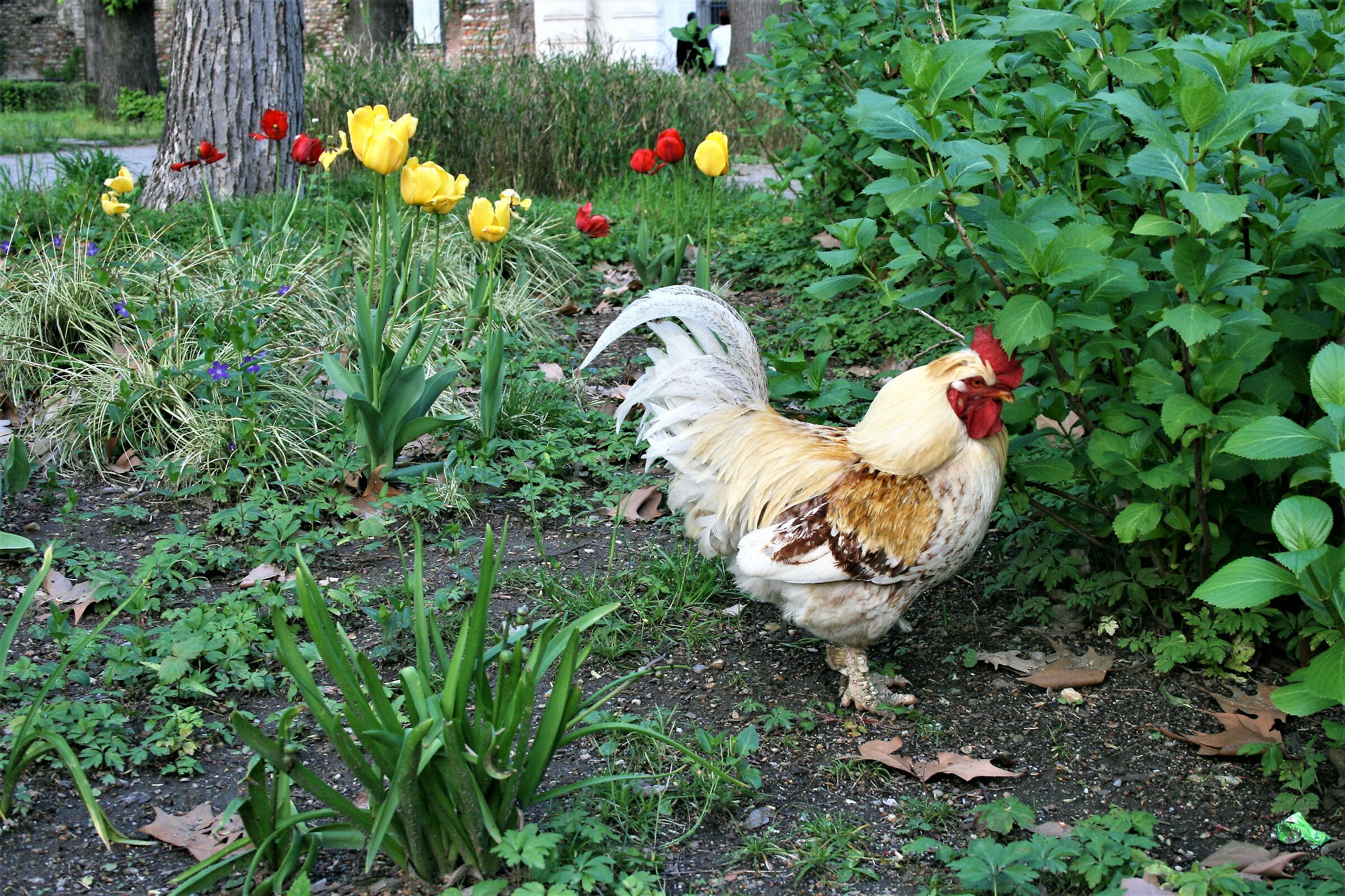 Il Padrone del Pollaio in libertà