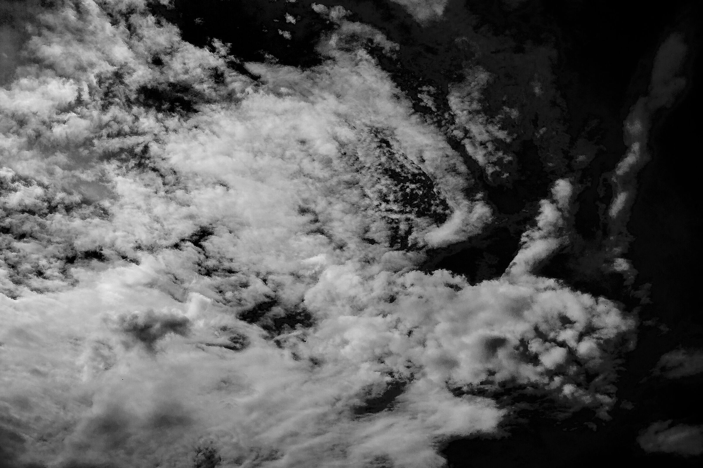 The cat in the clouds