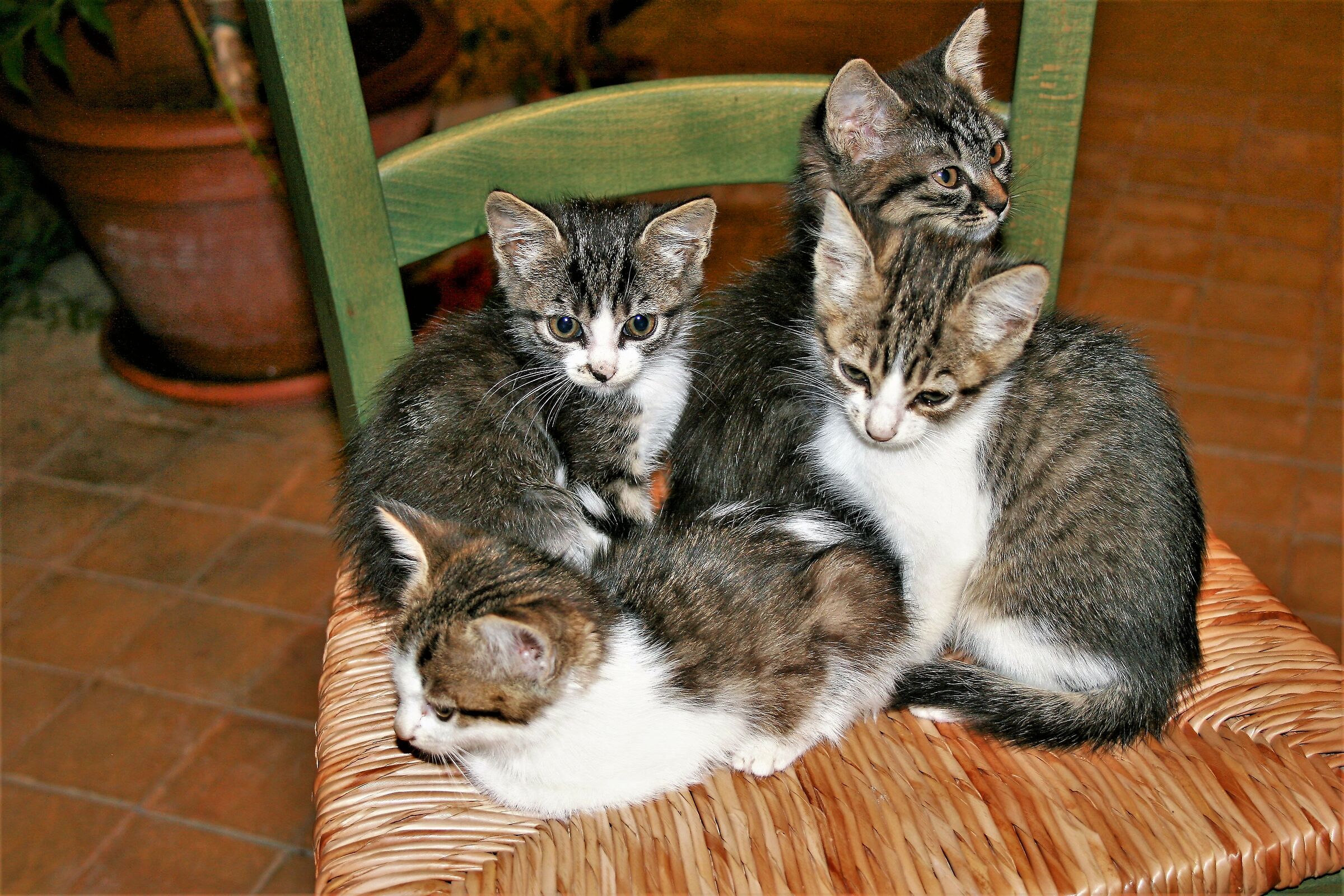 The Four Little Brothers