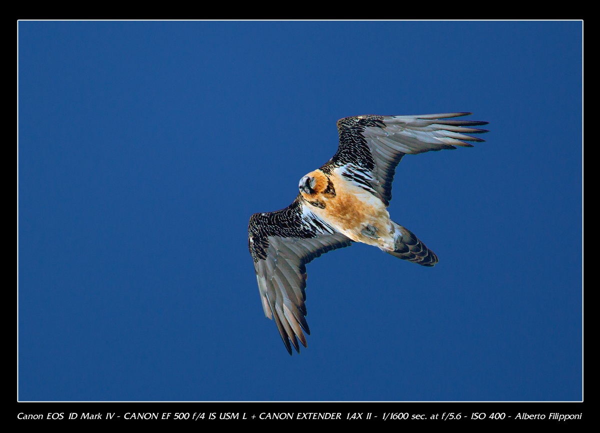 Lammergeier in flight