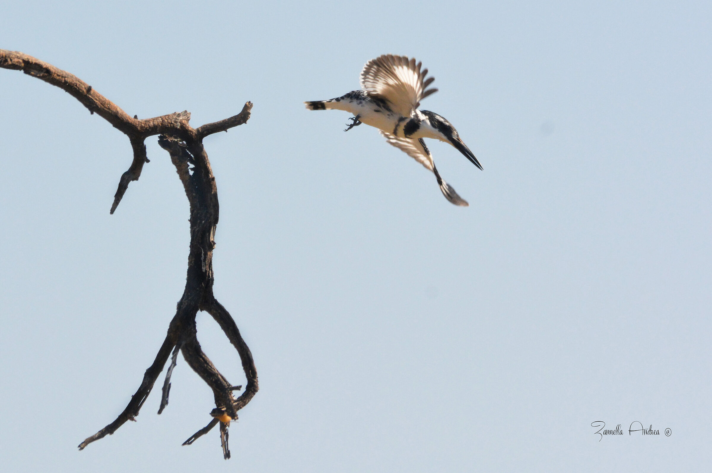 Martin bianco e nero