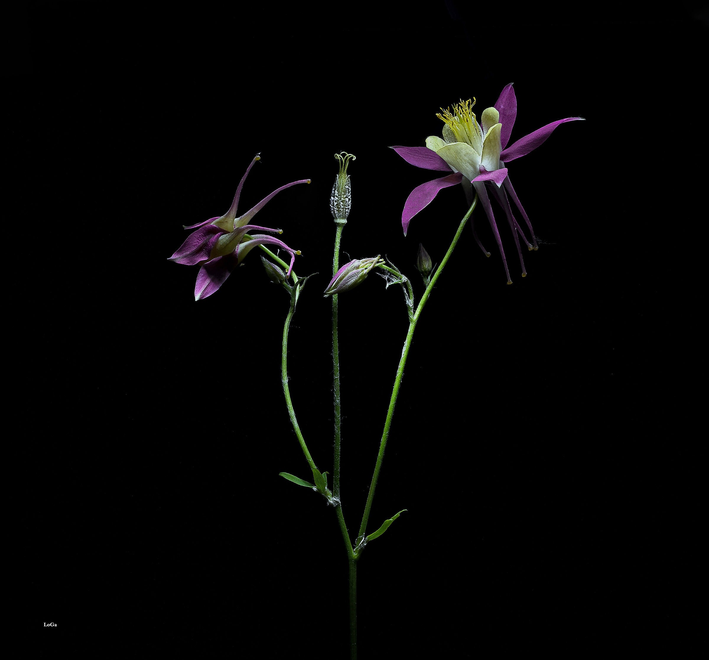 Aquilegia