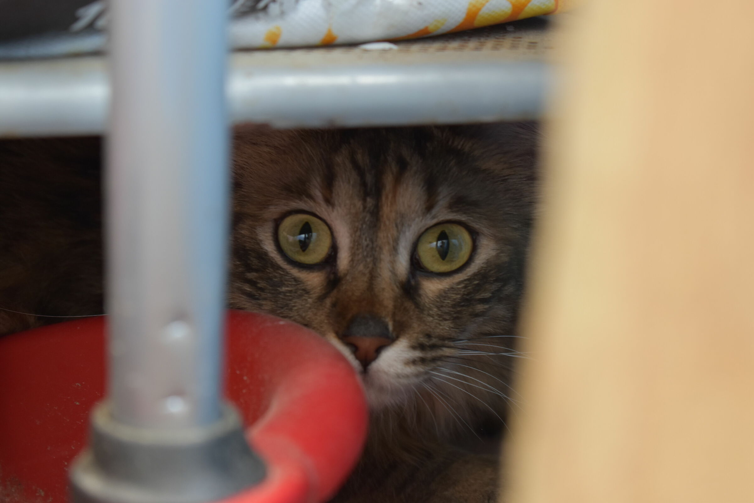 Hiding under the shelf