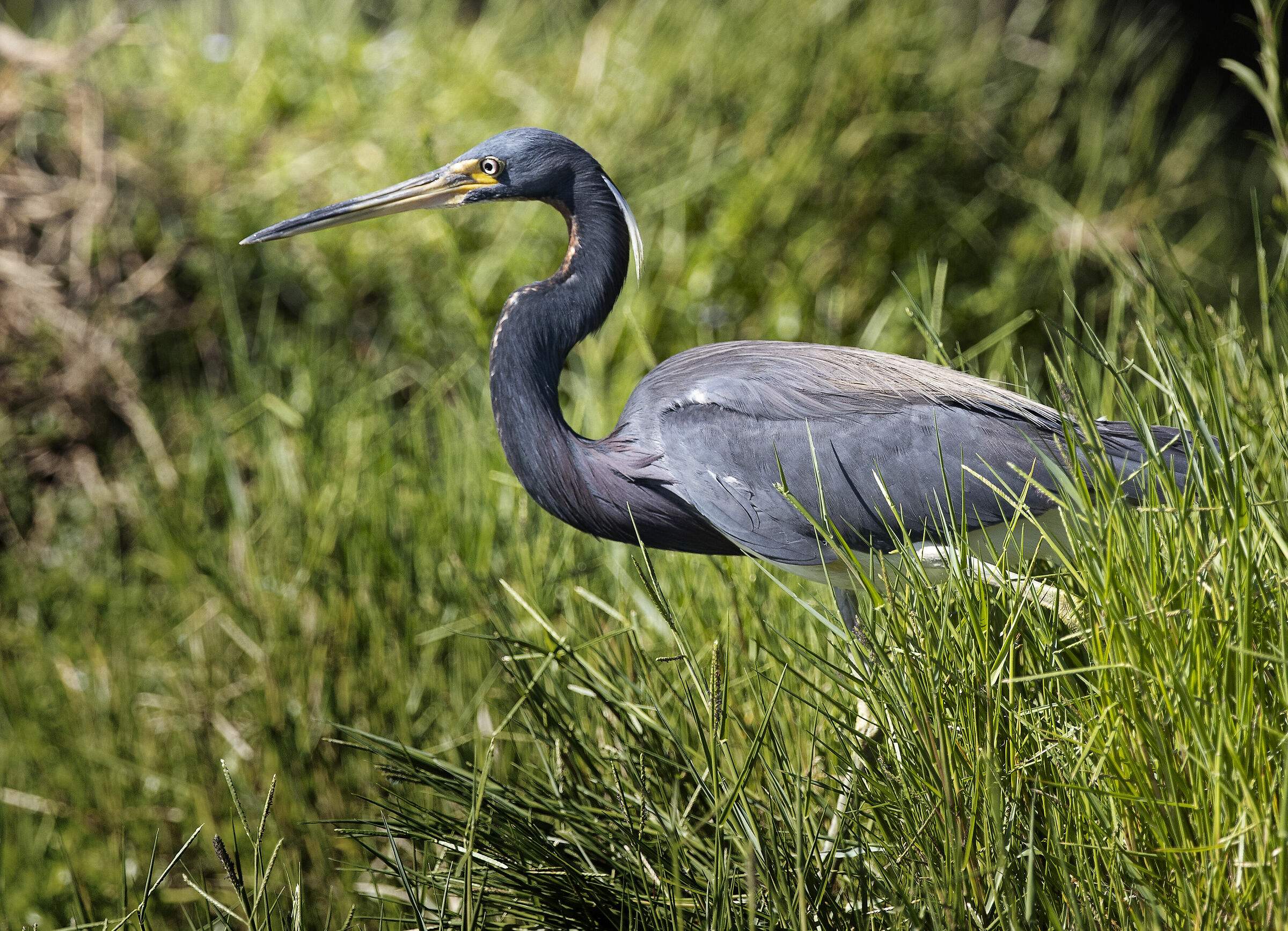 Tri-Colored Heron