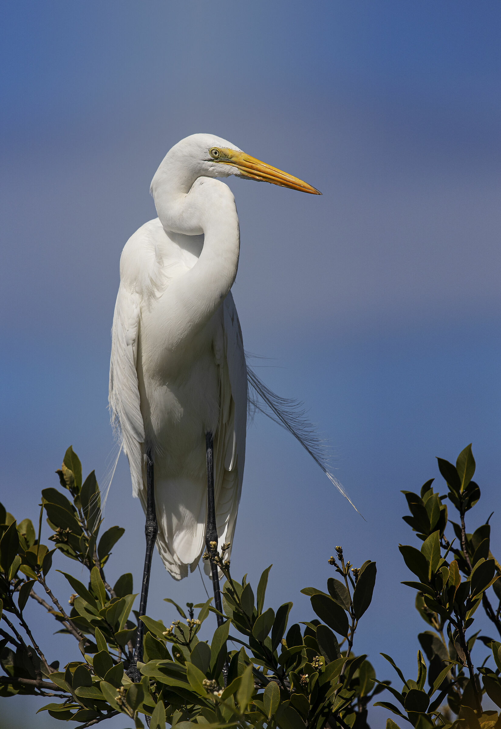 Great Egret
