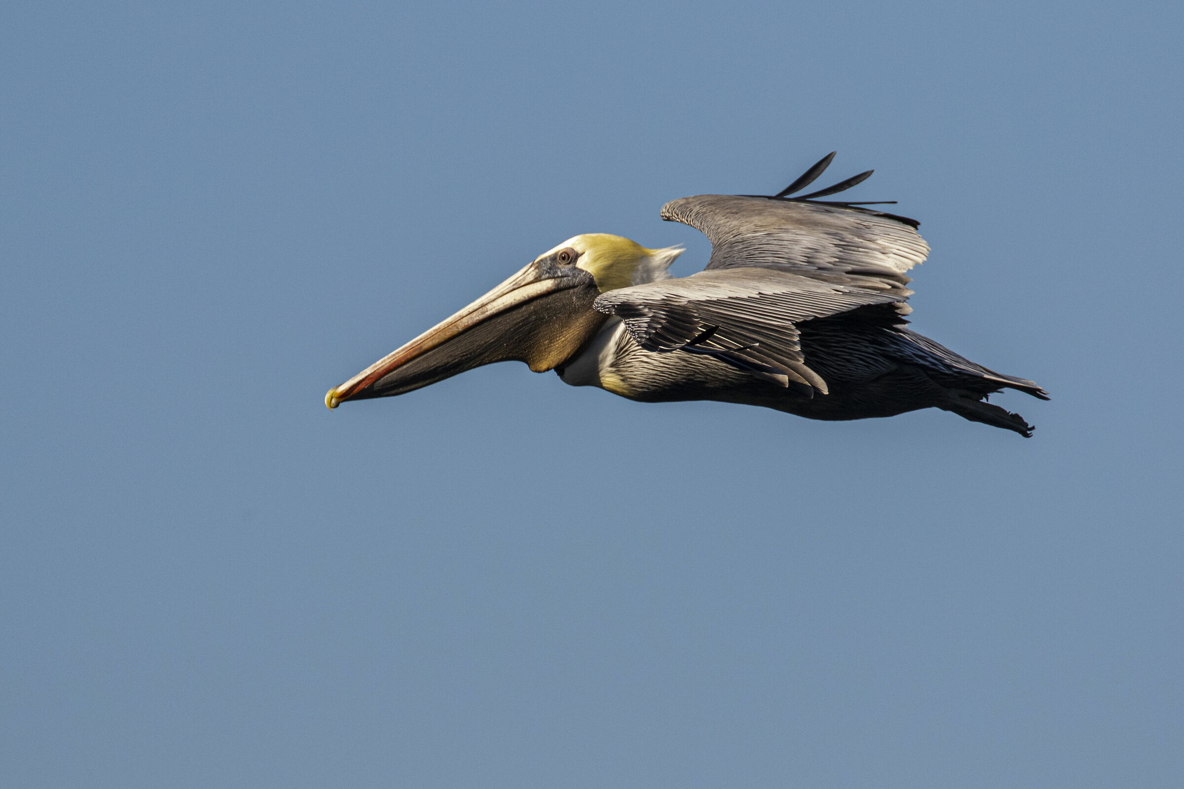 Brown Pelican
