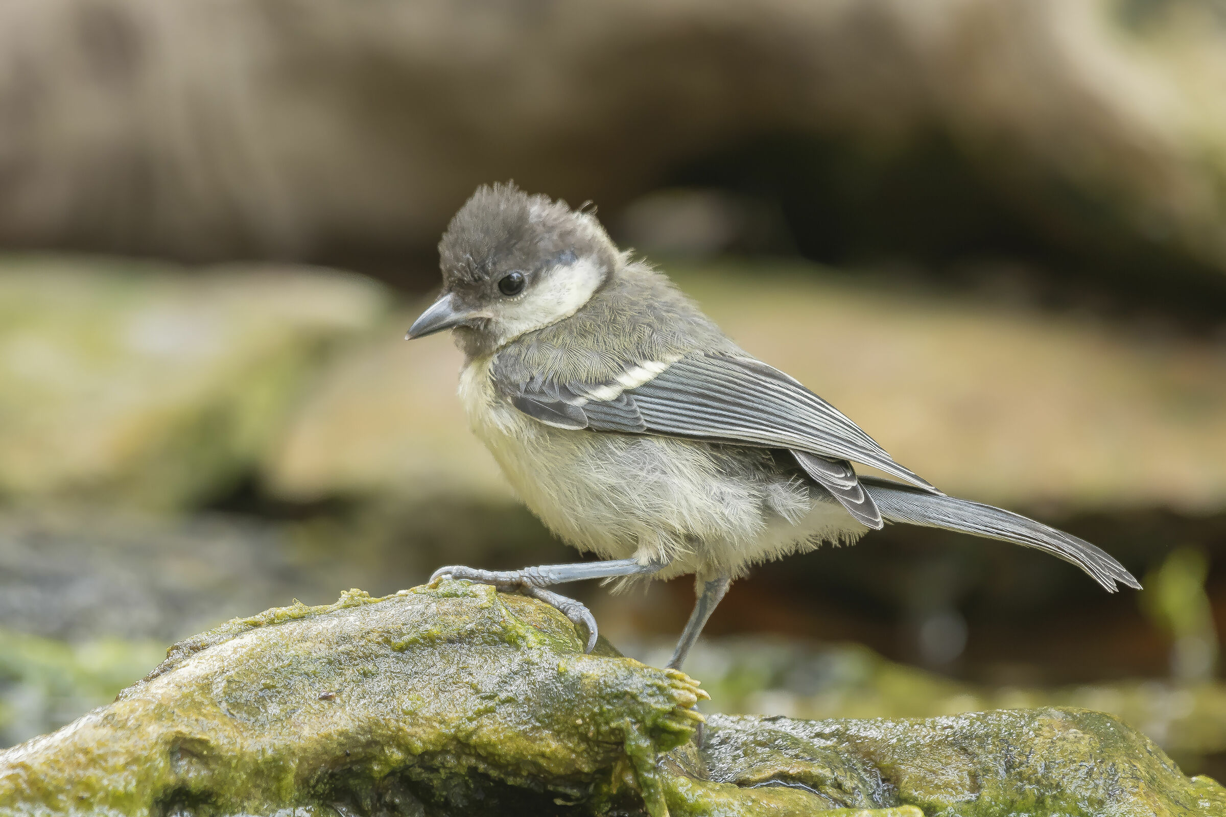 Young Cheery Ruffled