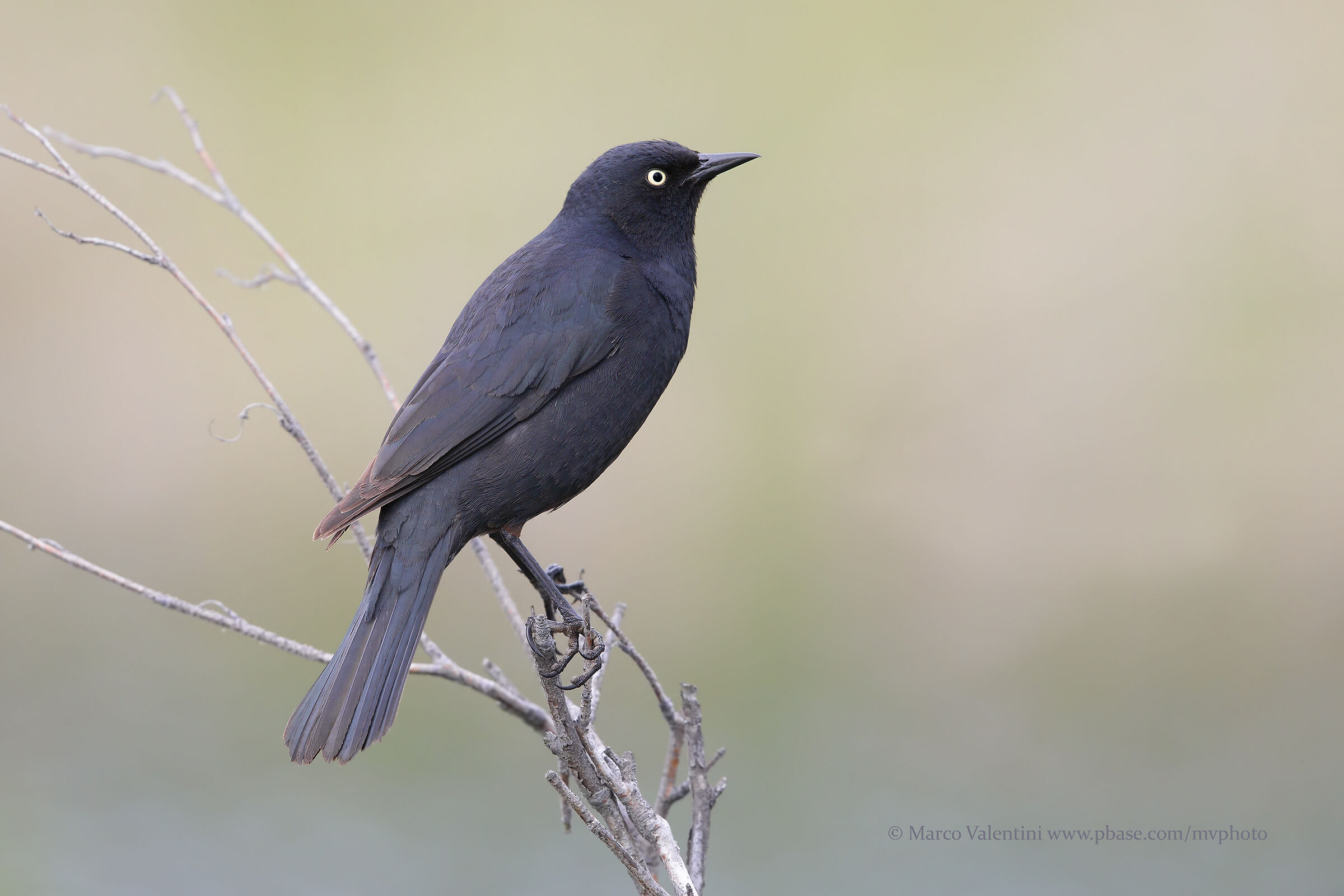 Rusty Blackbird, New