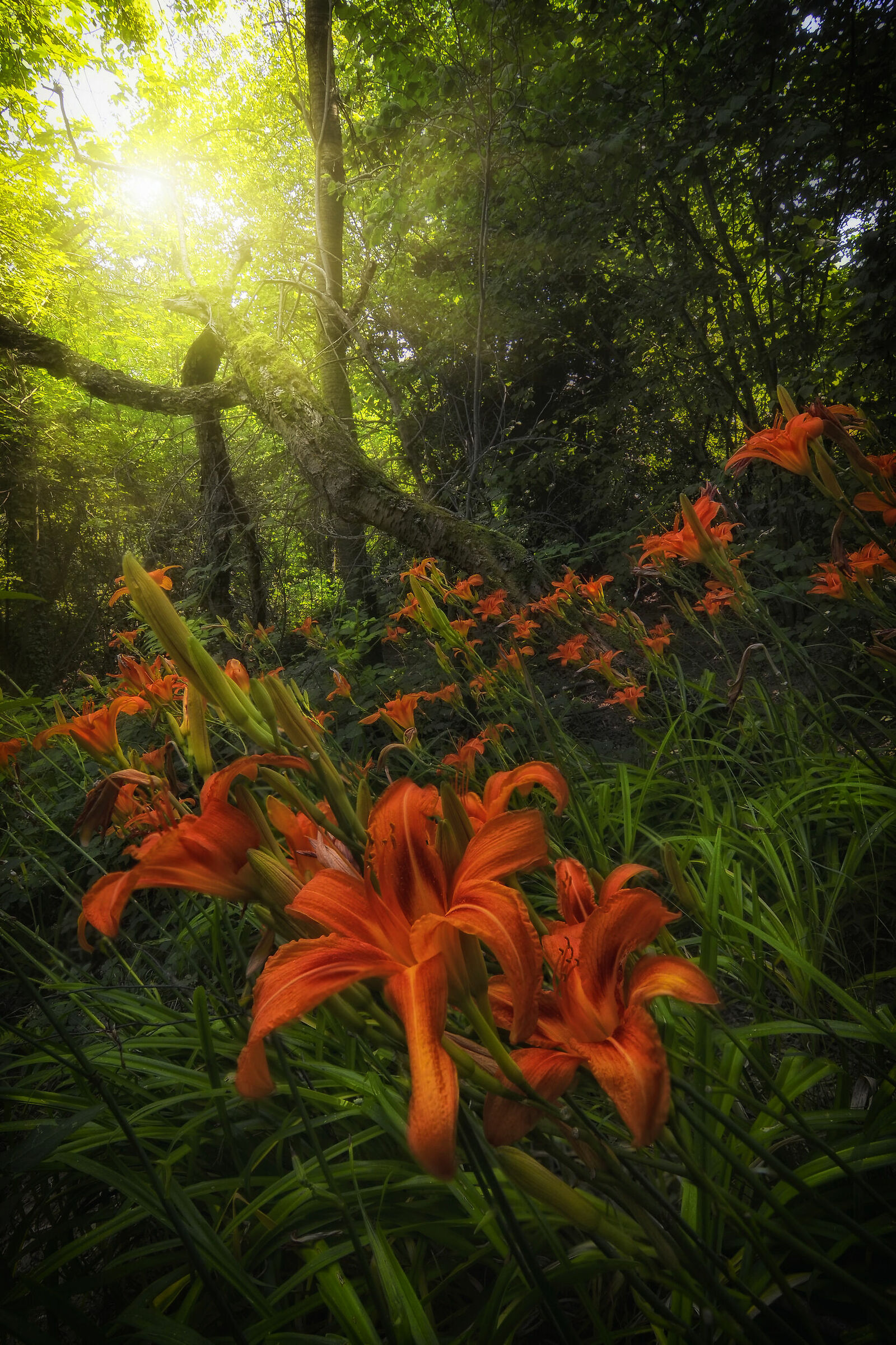 Nell'ombra profonda dei boschi