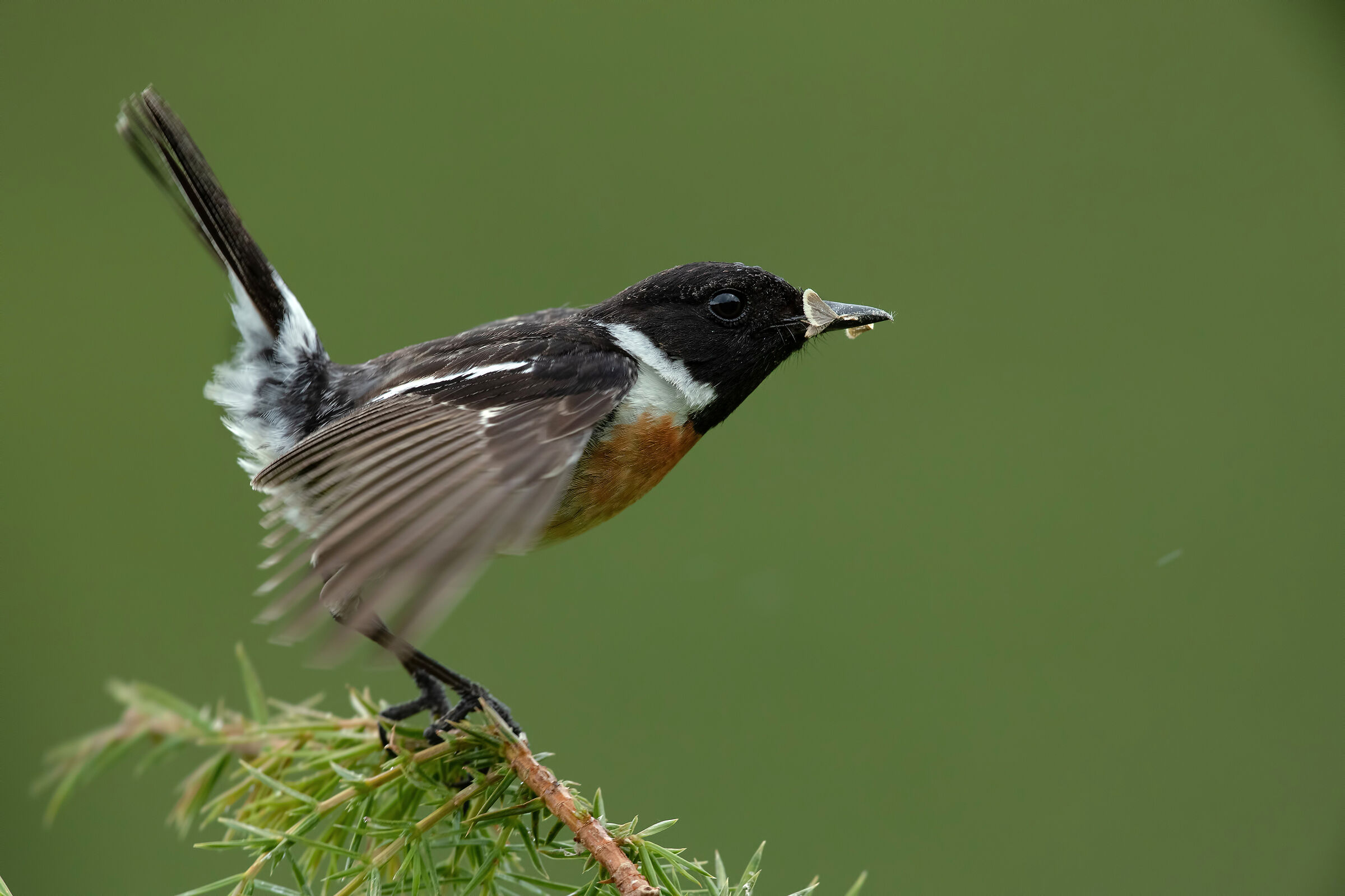 Saltimpalo - European Stonechat