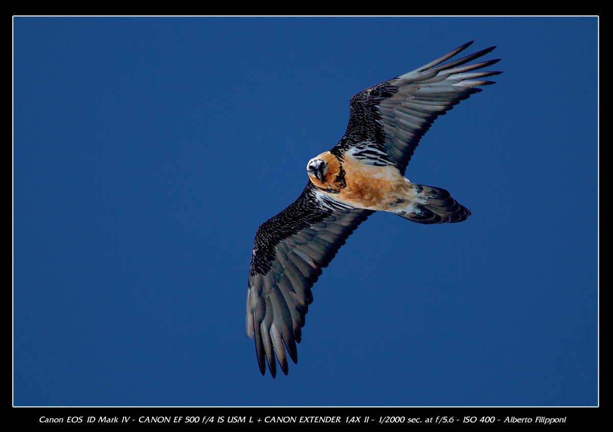 Lammergeier in flight