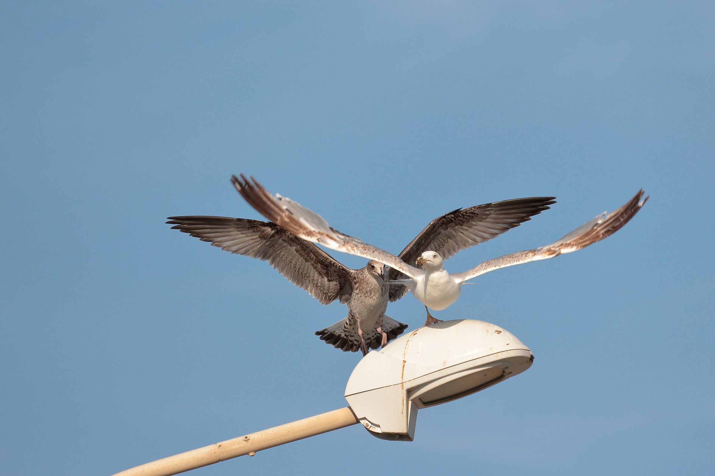 "cambio della guardia"... al lampione 1