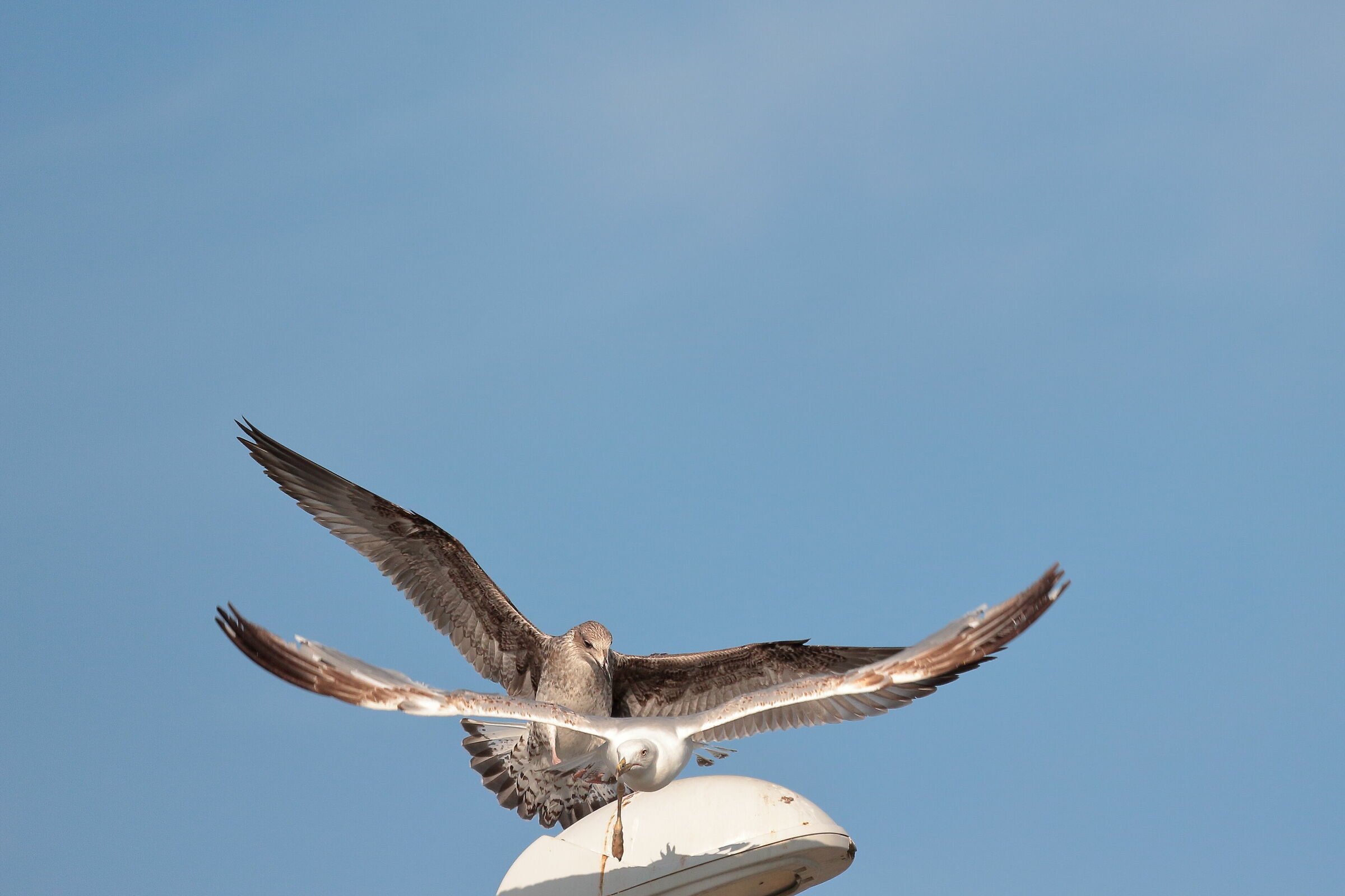 "cambio della guardia"... al lampione 2