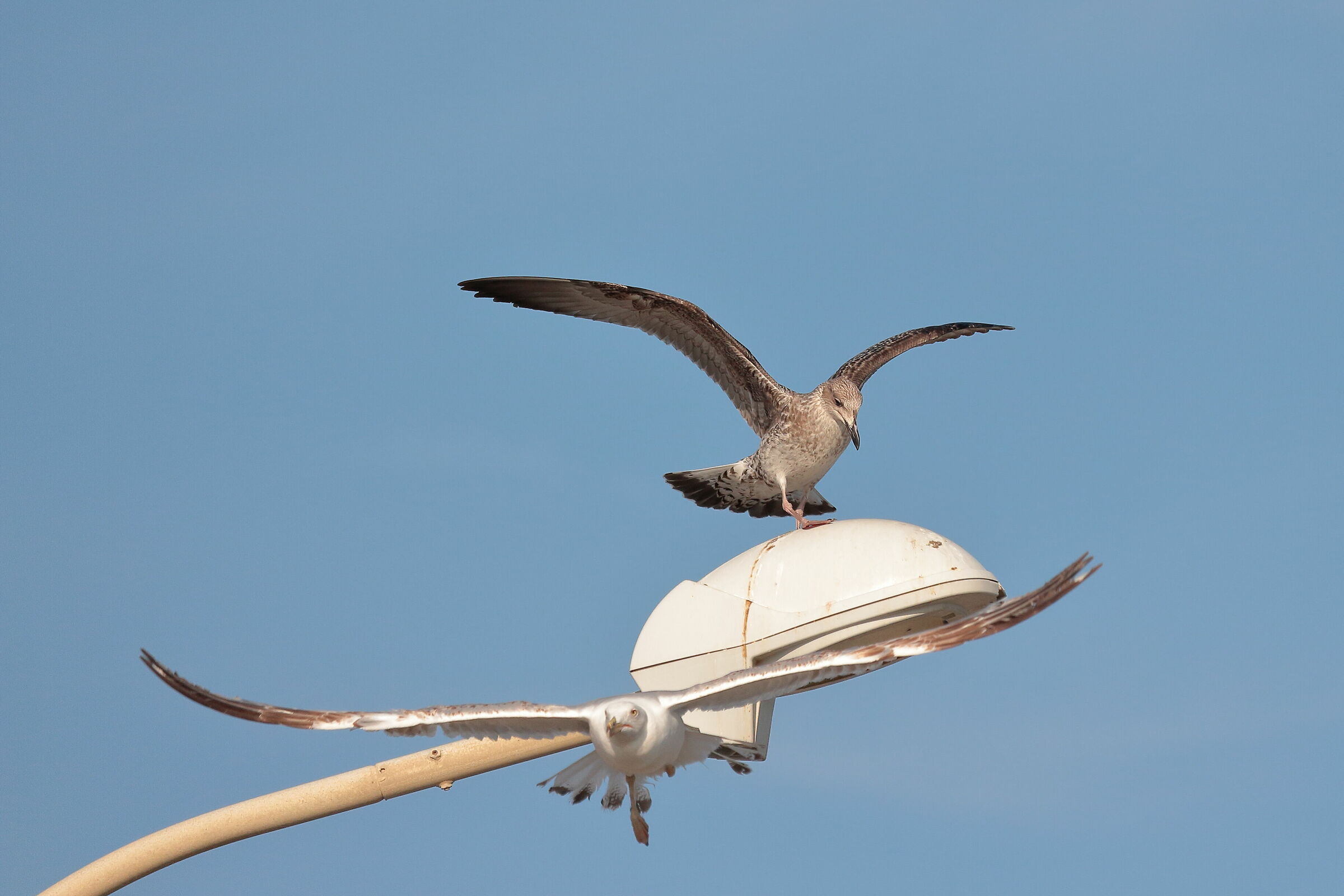 "cambio della guardia"... al lampione 3