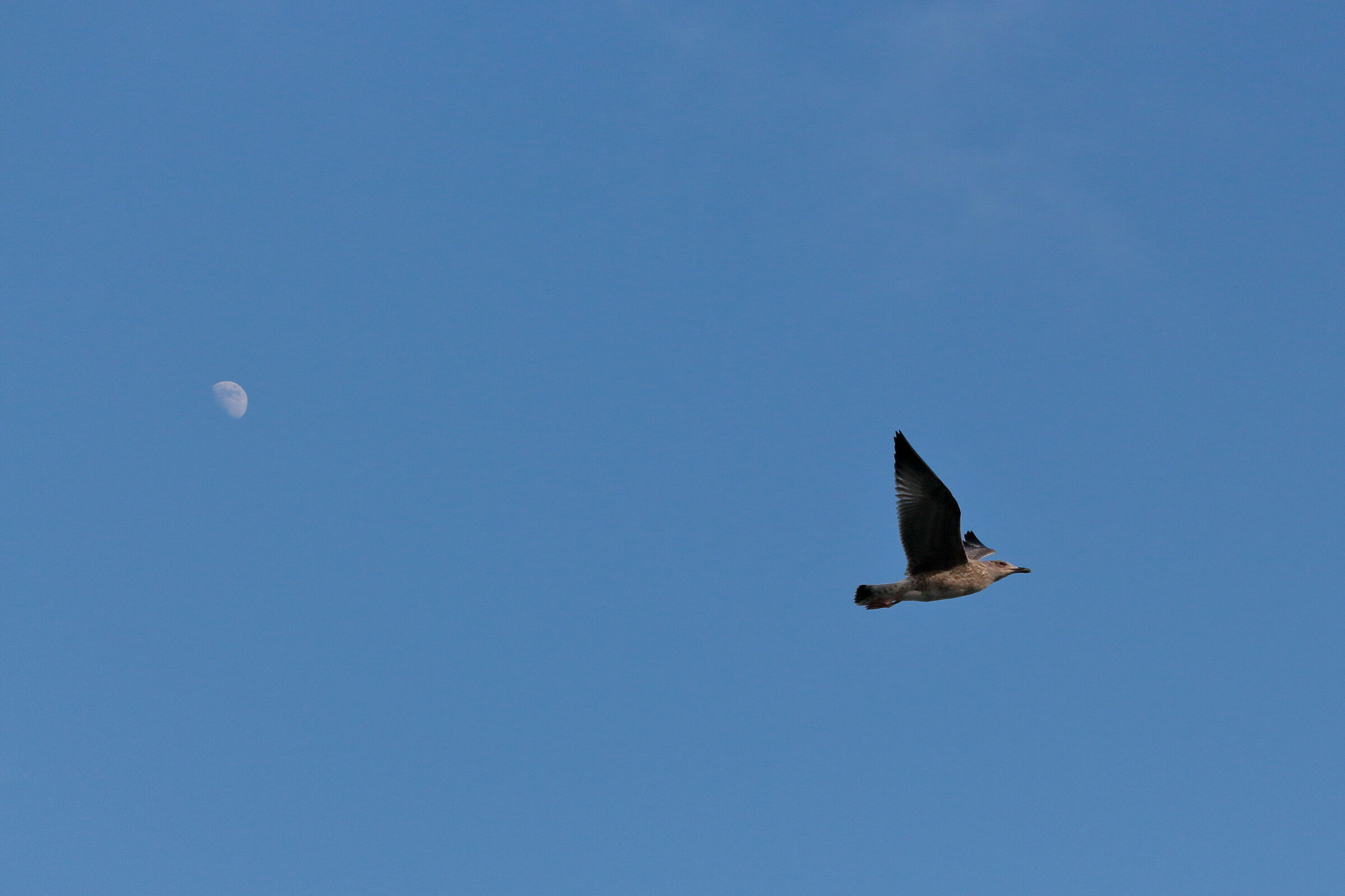 il gabbiano e la luna