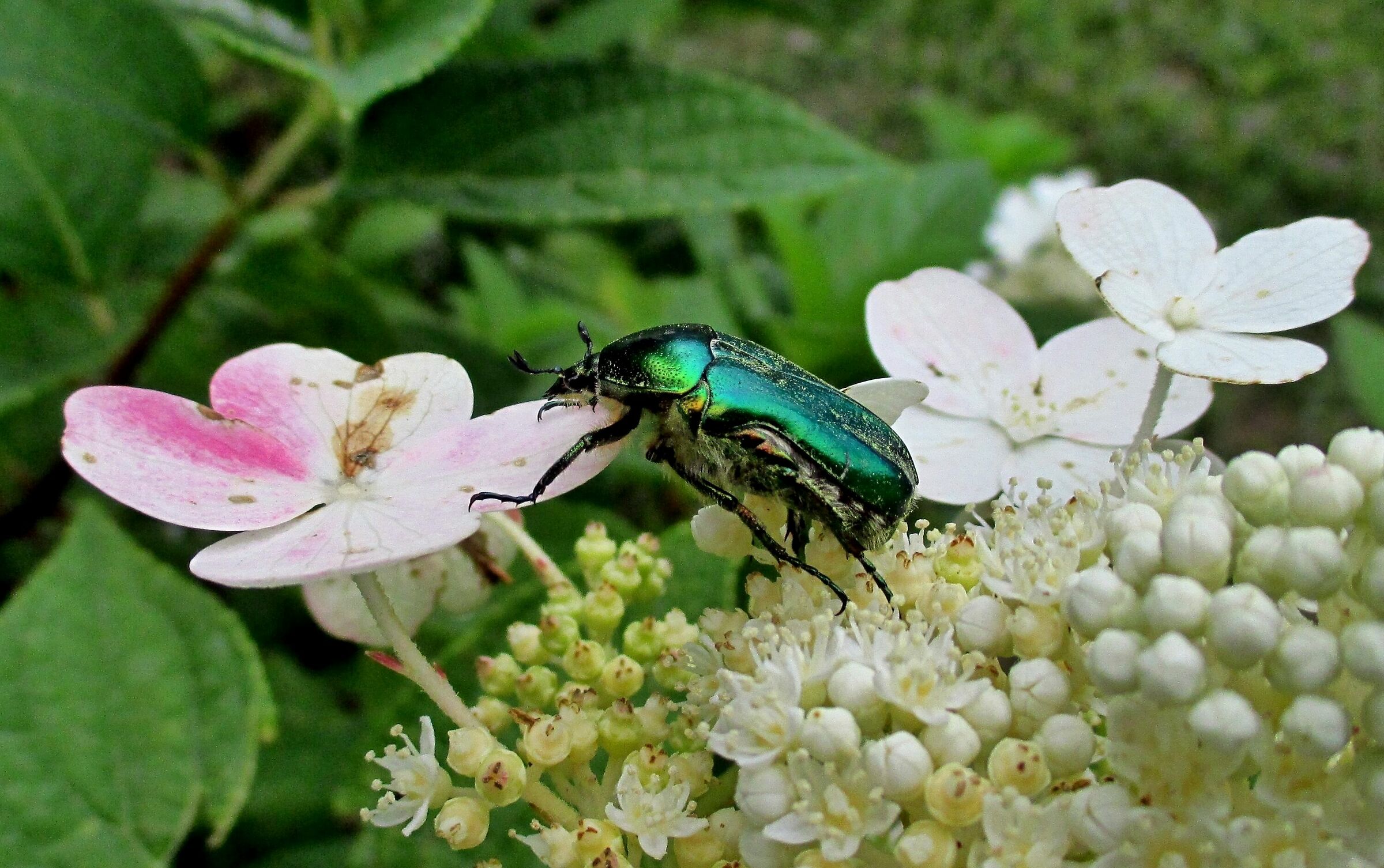 di fiore......in fiore..