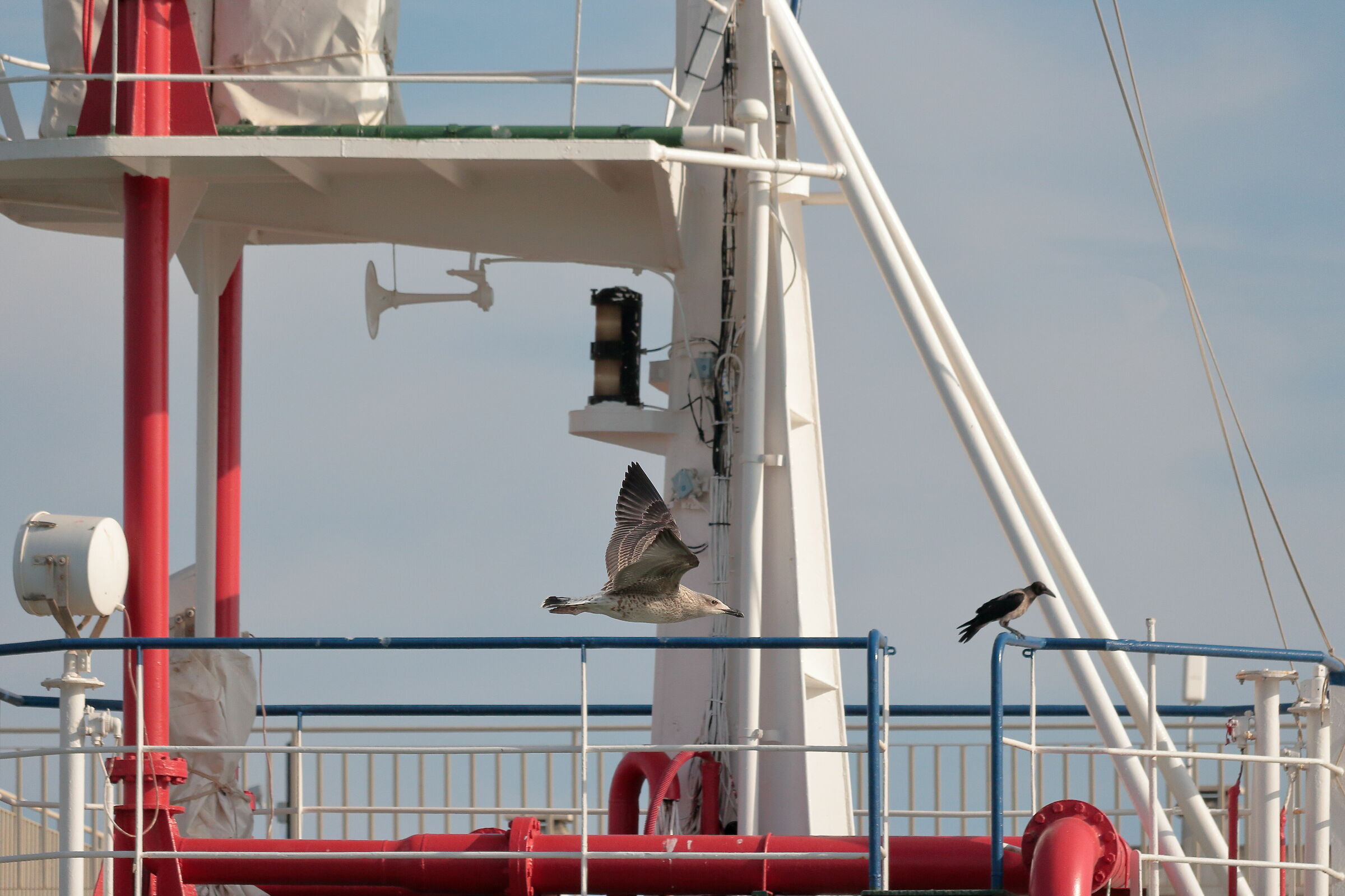 gabbiani e cornacchie