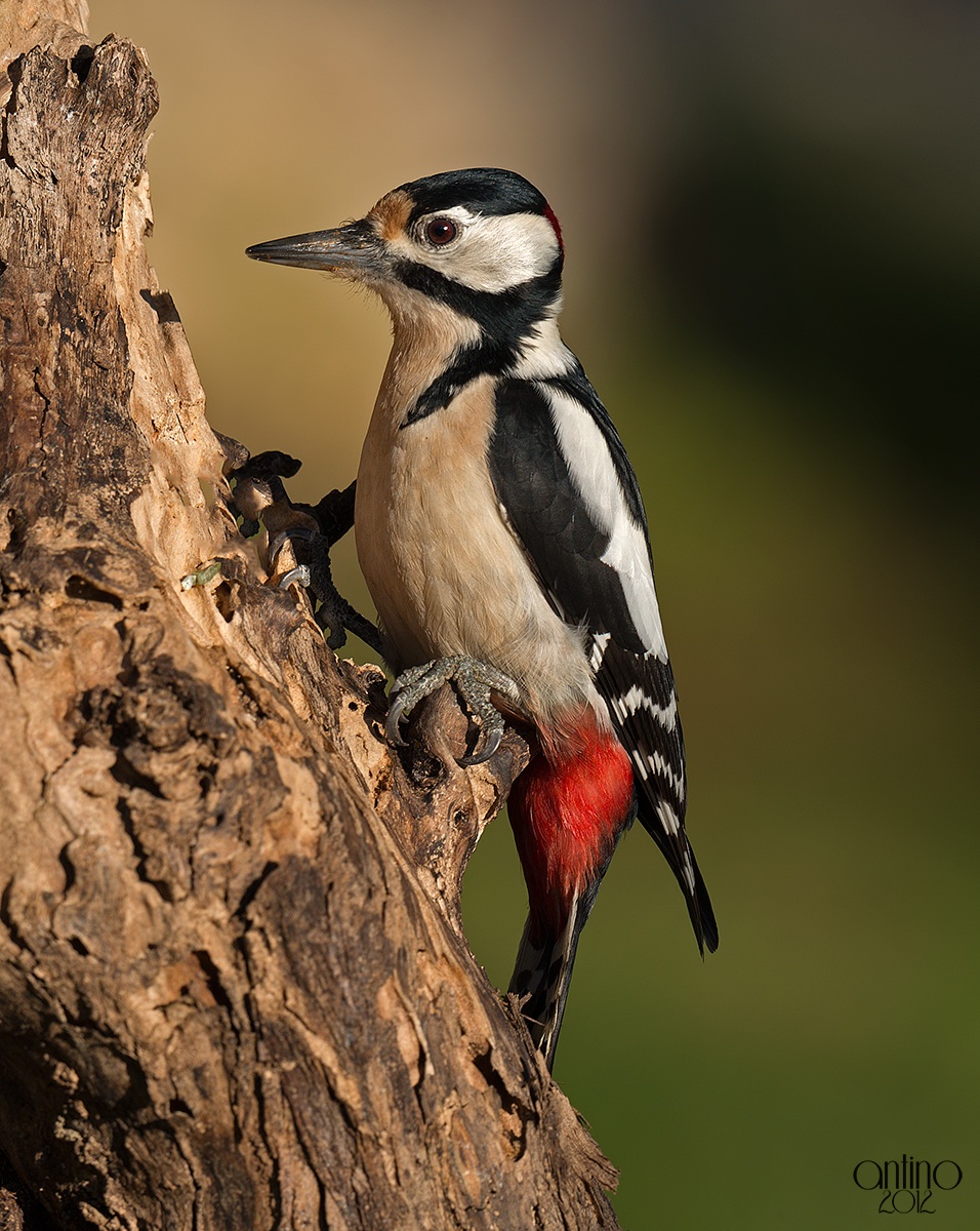 Picchio rosso maggiore