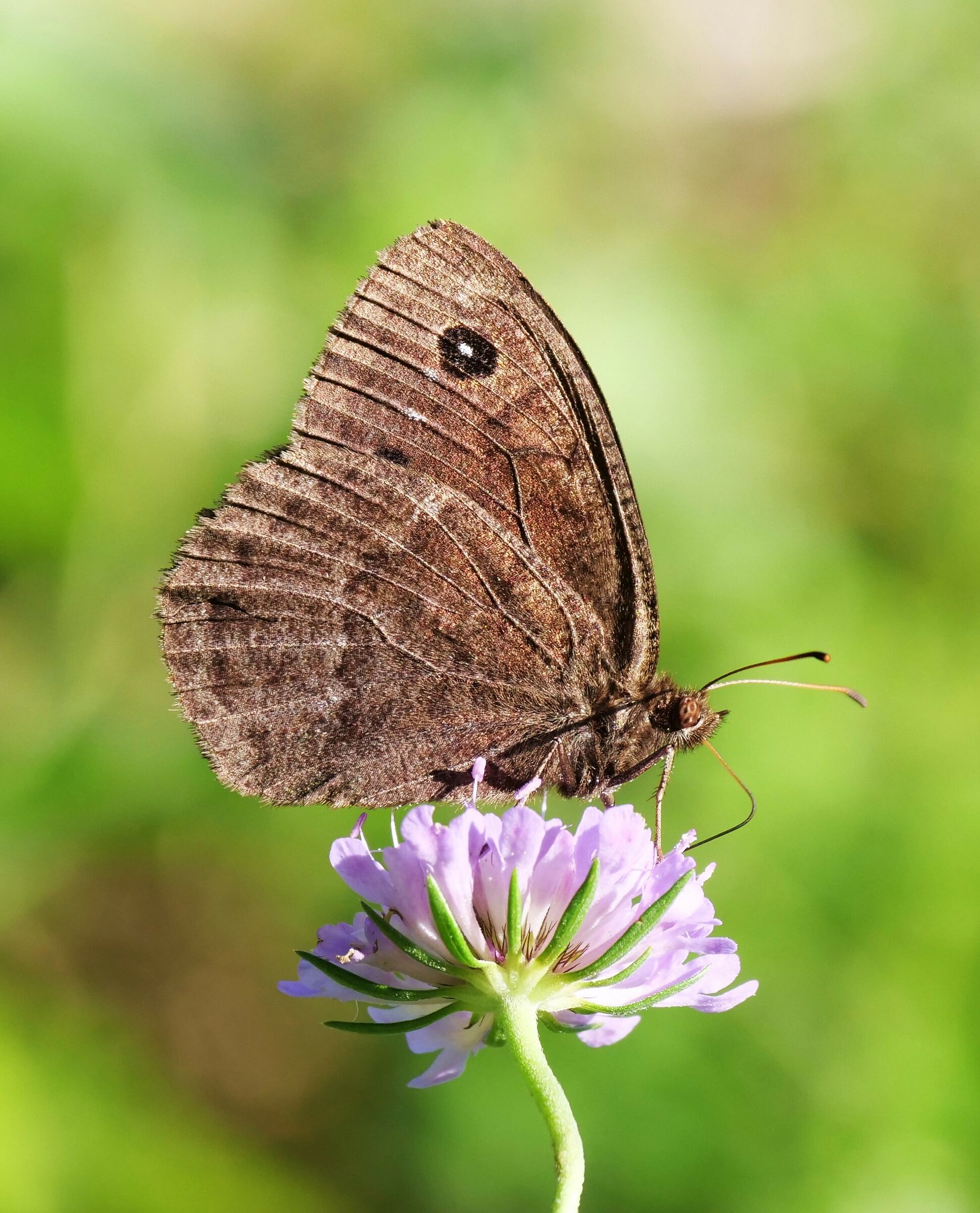 Satyrus ferula