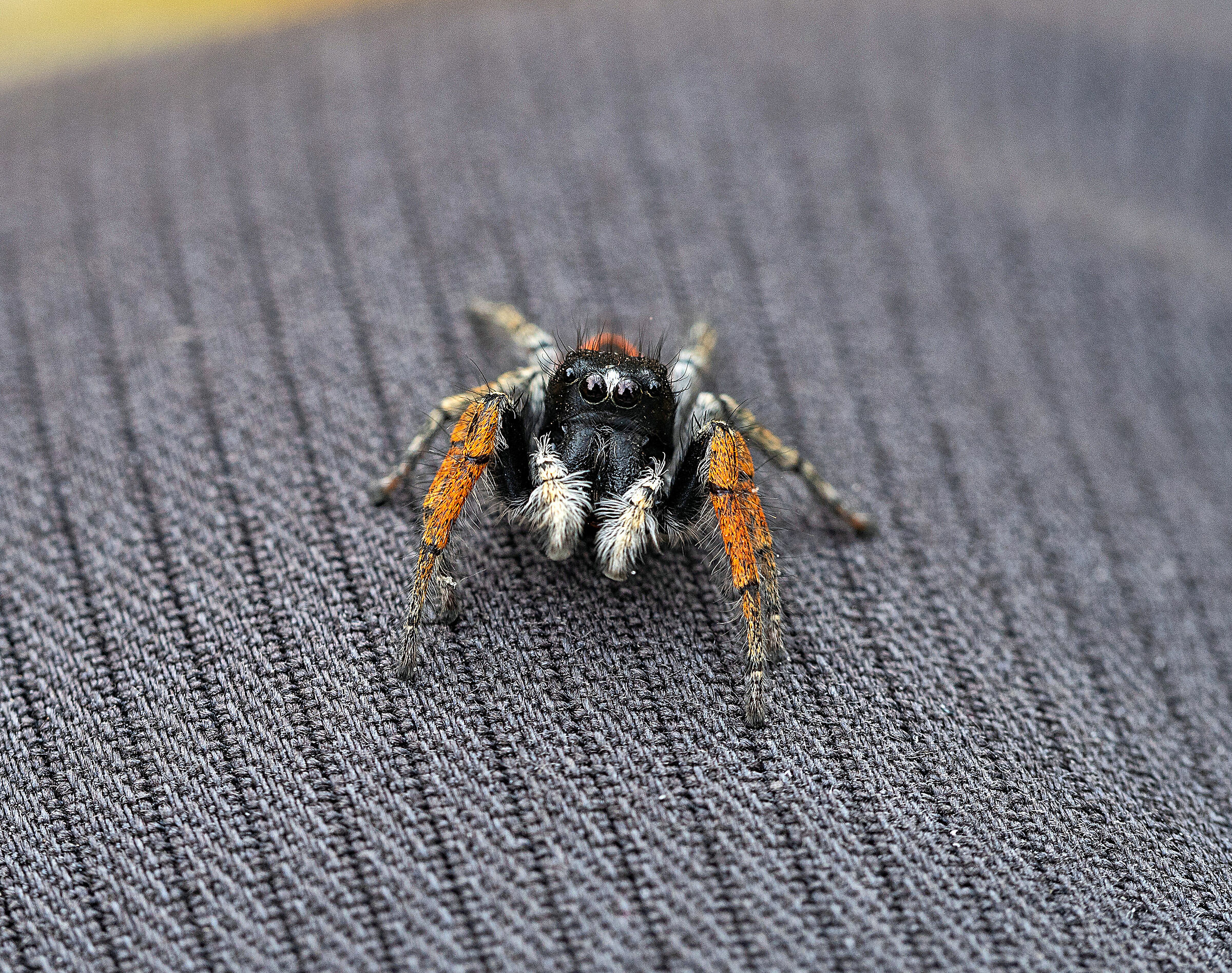 Philaeus chrysops male