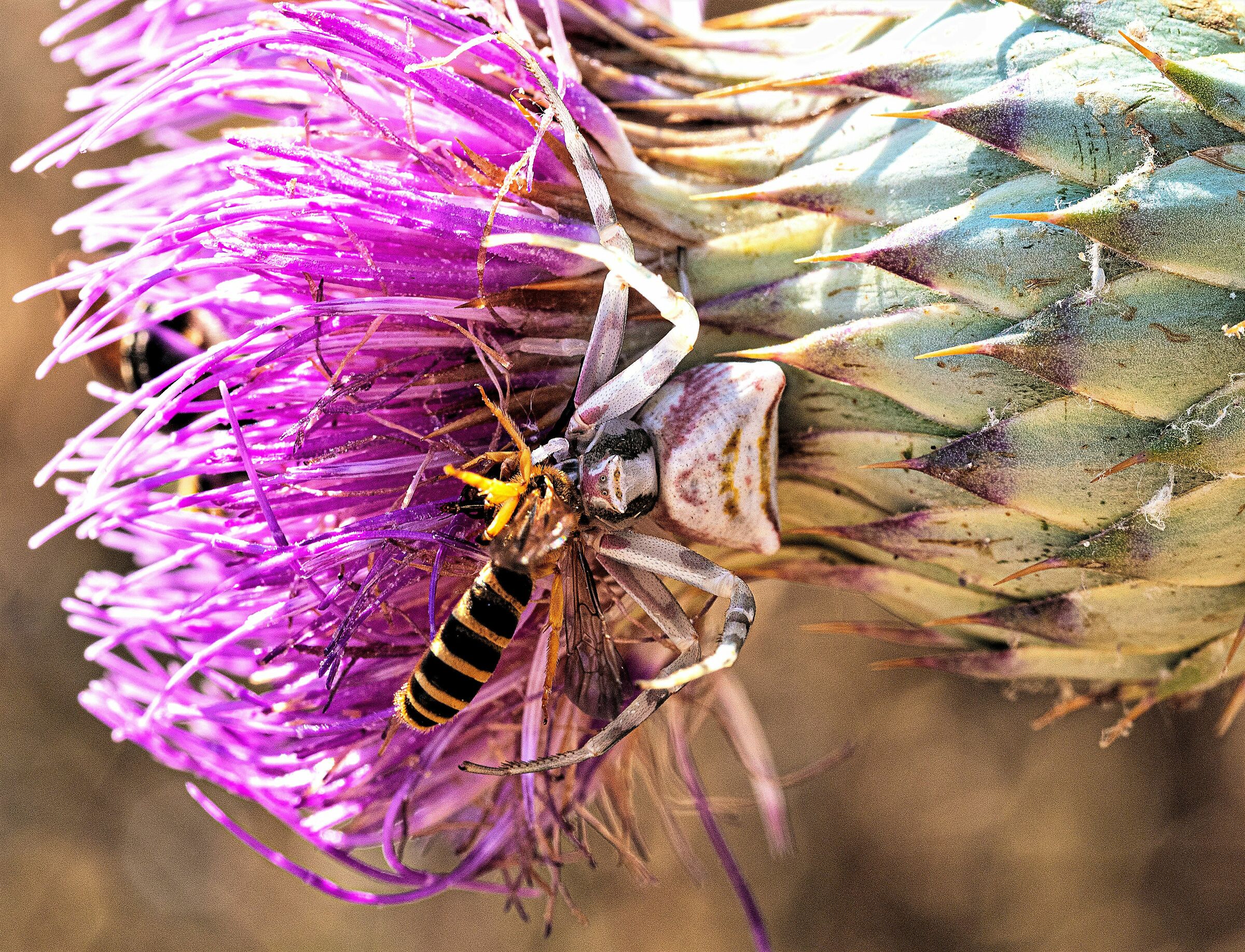 Thomisus onustus con preda